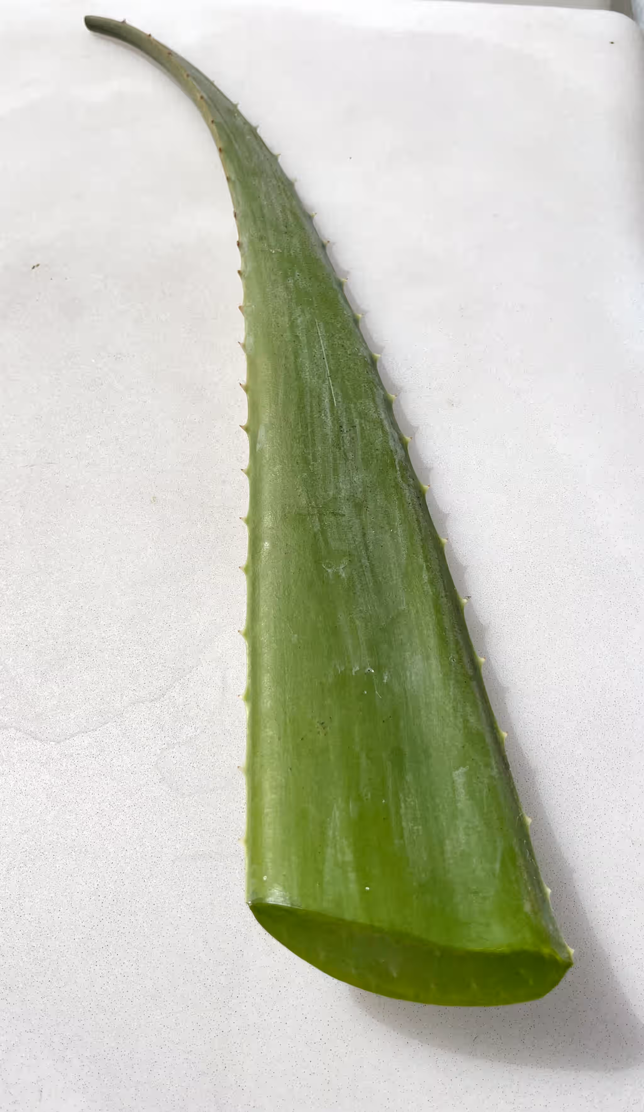 Organic, Barbadensis Aloe Vera Leaves