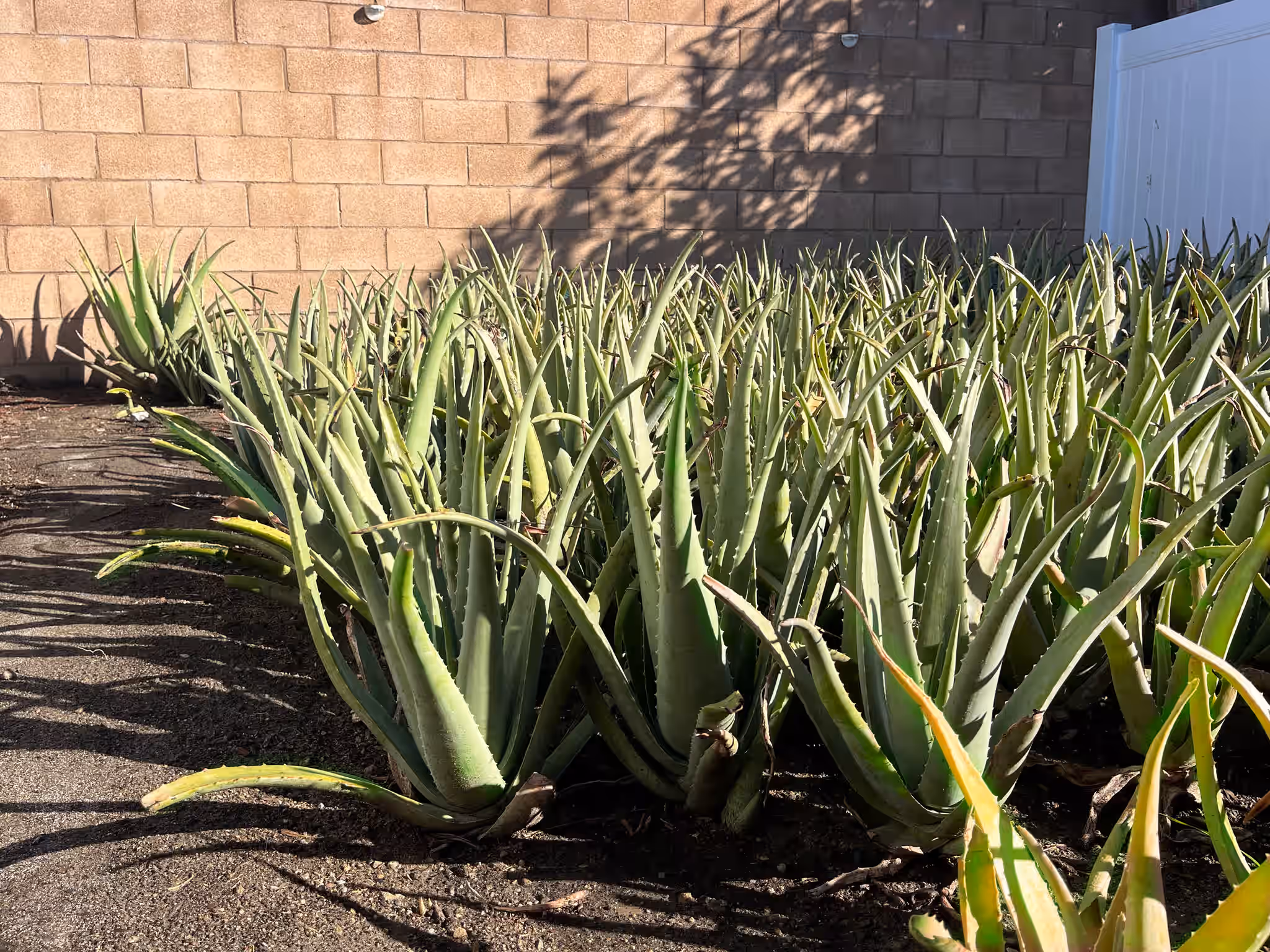 Organic, Barbadensis Aloe Vera Leaves