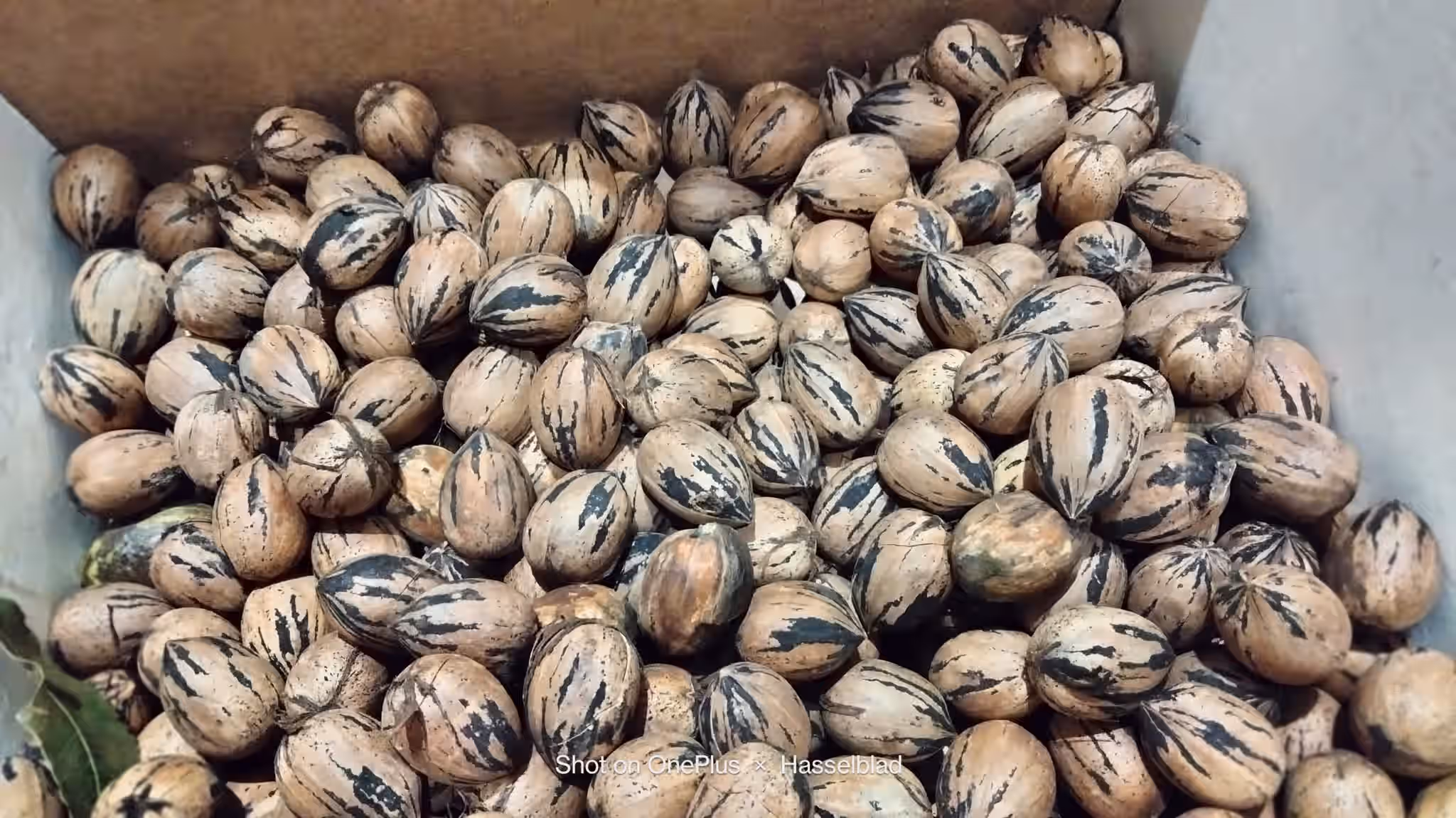 North Carolina Pecans