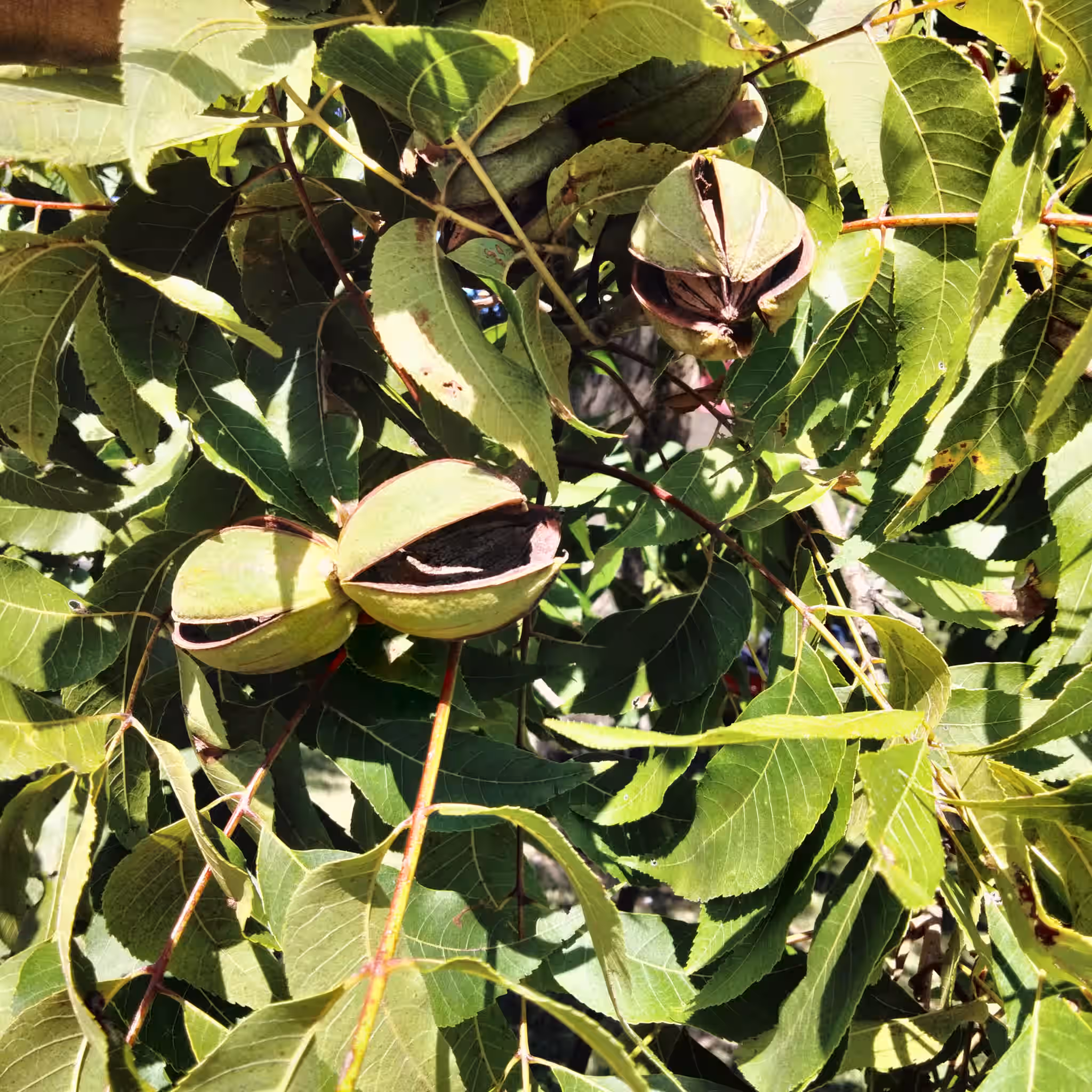 North Carolina Pecans