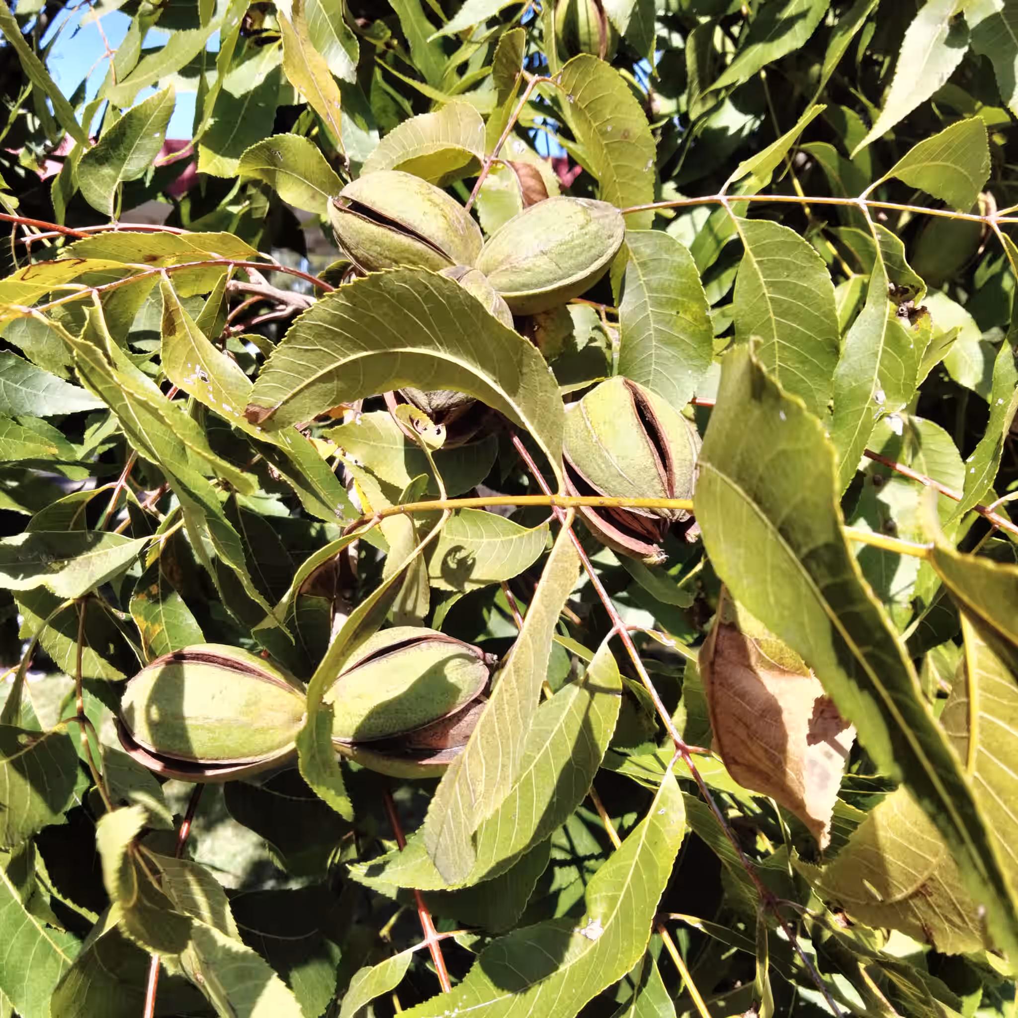 North Carolina Pecans 4 North Carolina Pecans