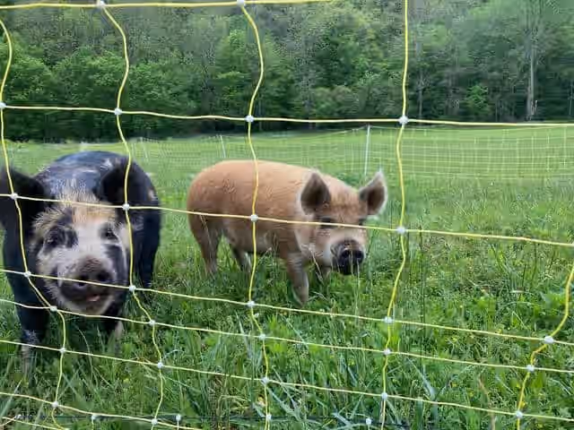 $3.75 Best Deal! 20% off whole hog!  True Premium Pasture Pork - Regenerative Agriculture! With Omega 3, Vitamin E -Tennessee Only