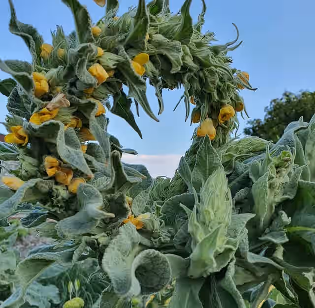 Organic Mullien Seeds