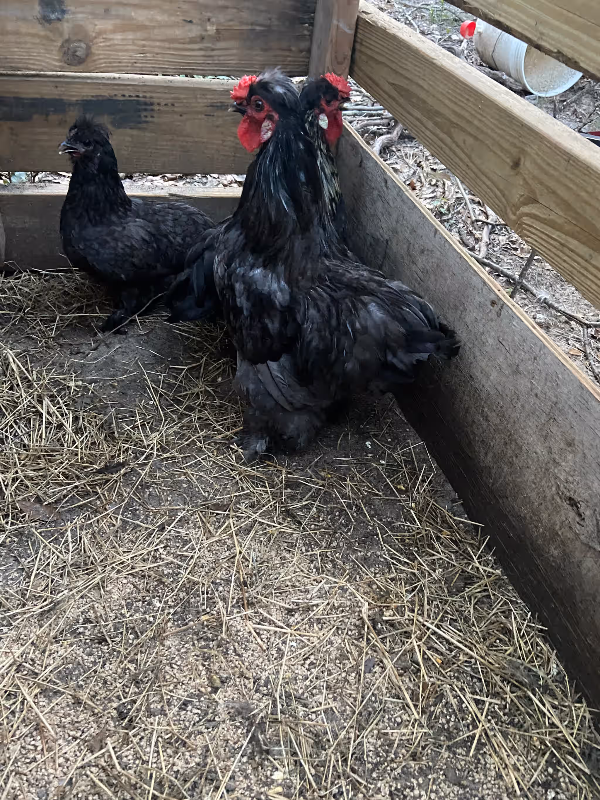 Black and Gold Bantam Cochin Hatching Eggs