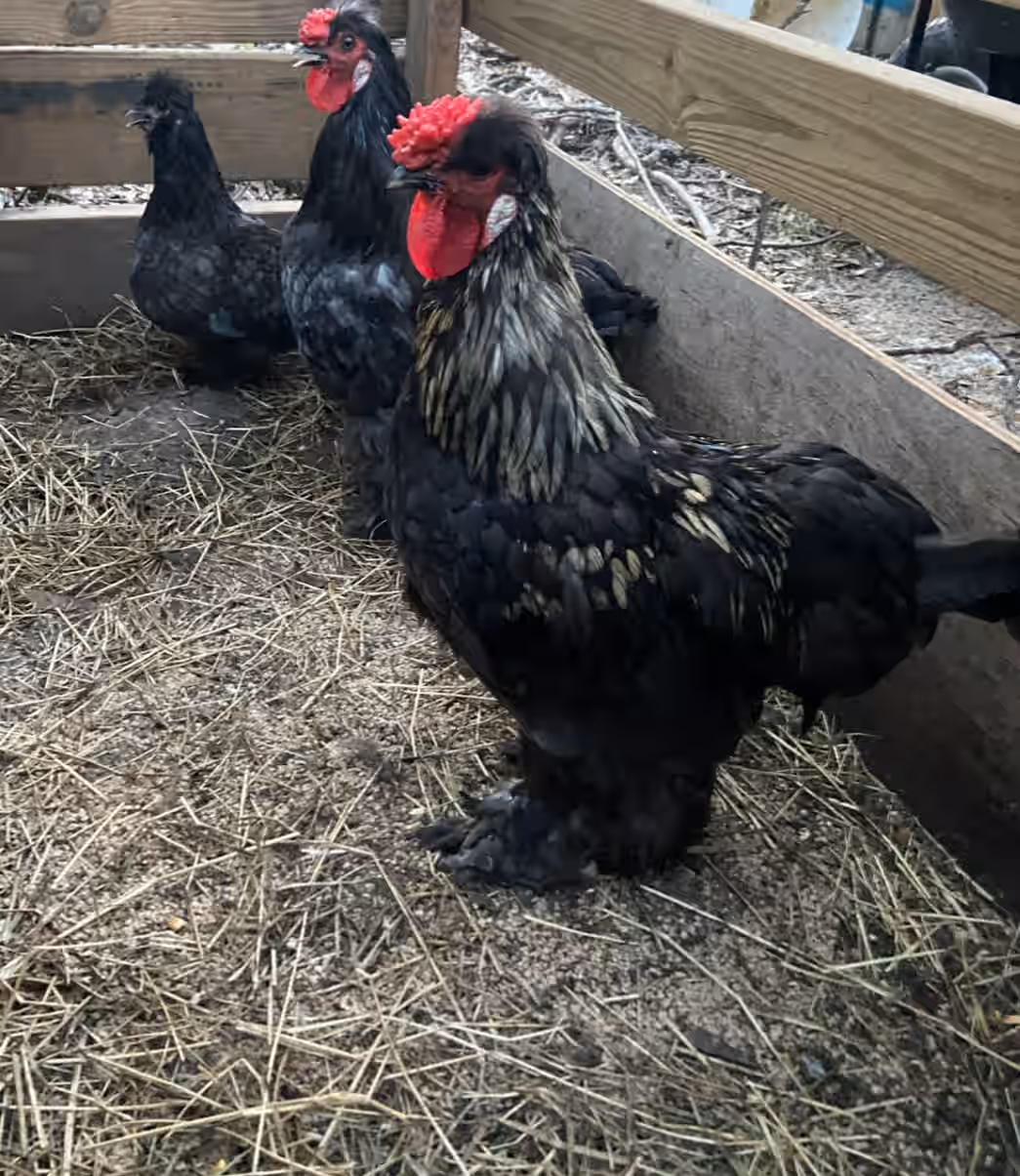 Black and Gold Bantam Cochin Hatching Eggs
