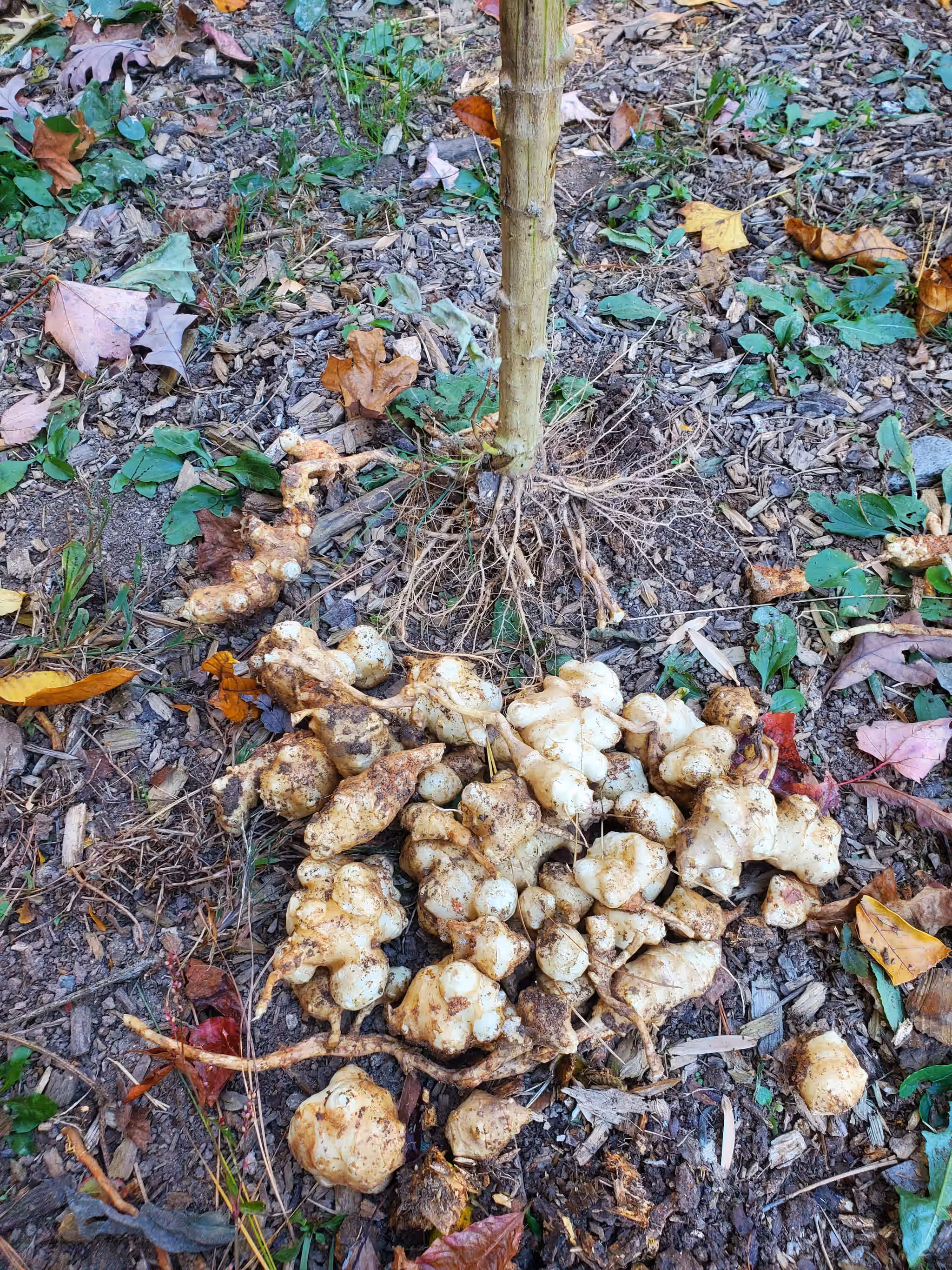 Sunchokes - 1 lb (Organic)