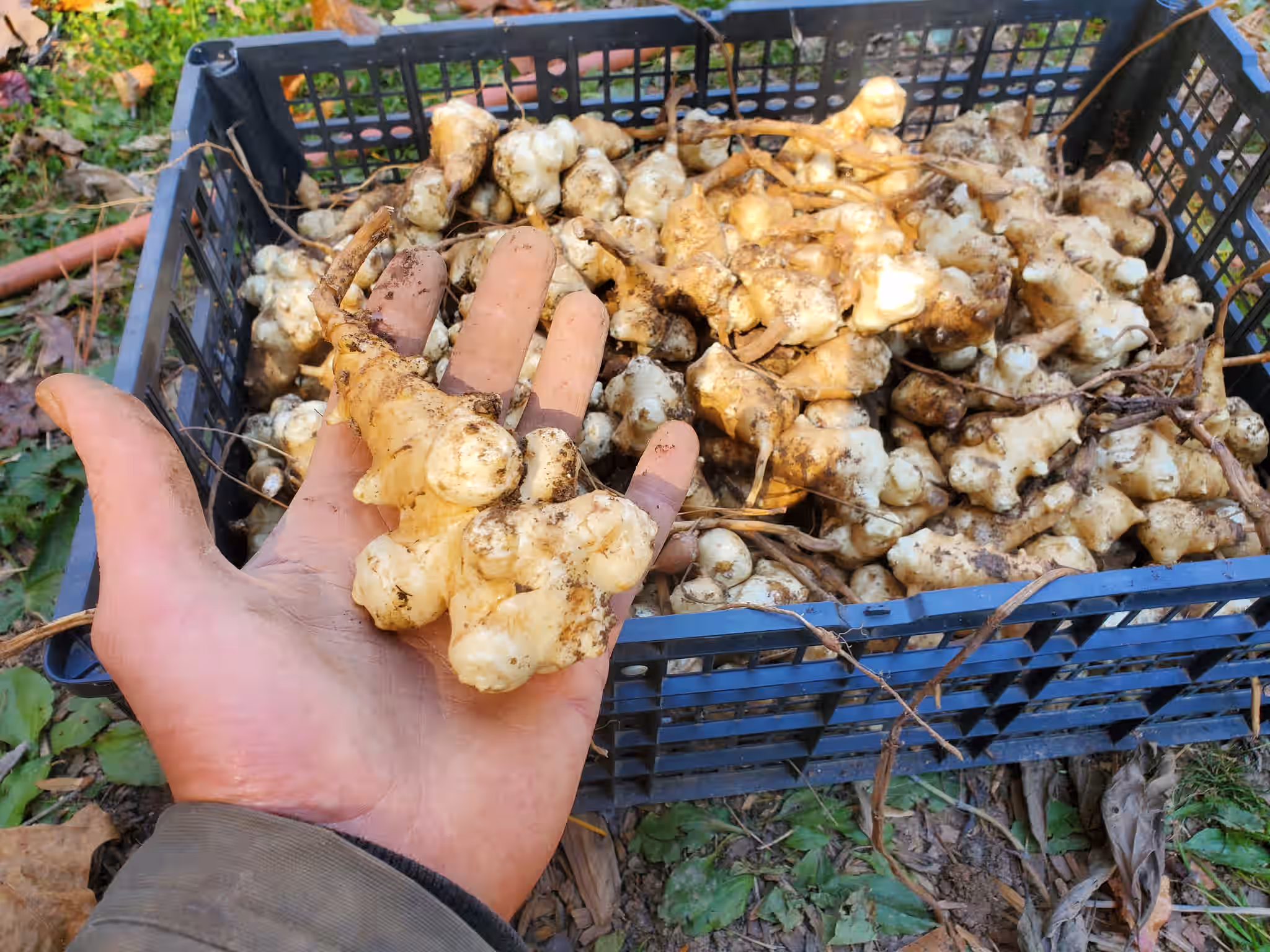 Sunchokes - 1 lb (Organic)