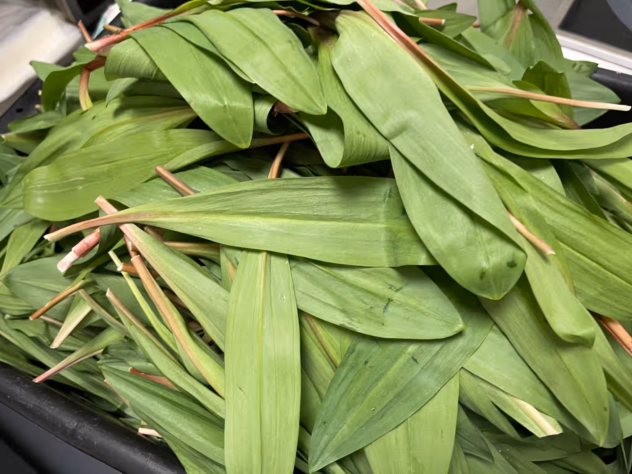 Sustainably Foraged Ramp Leaves