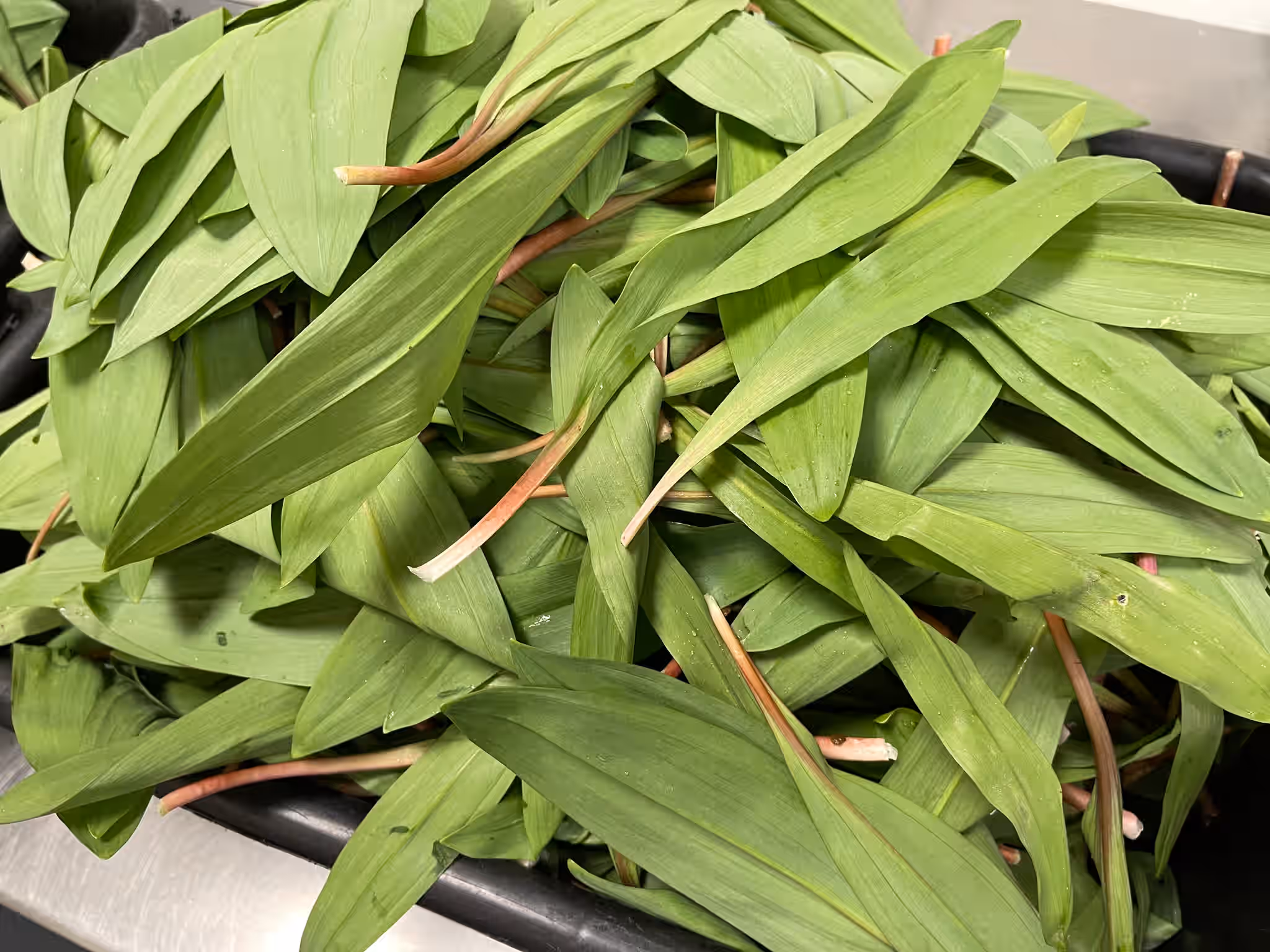 Sustainably Foraged Ramp Leaves