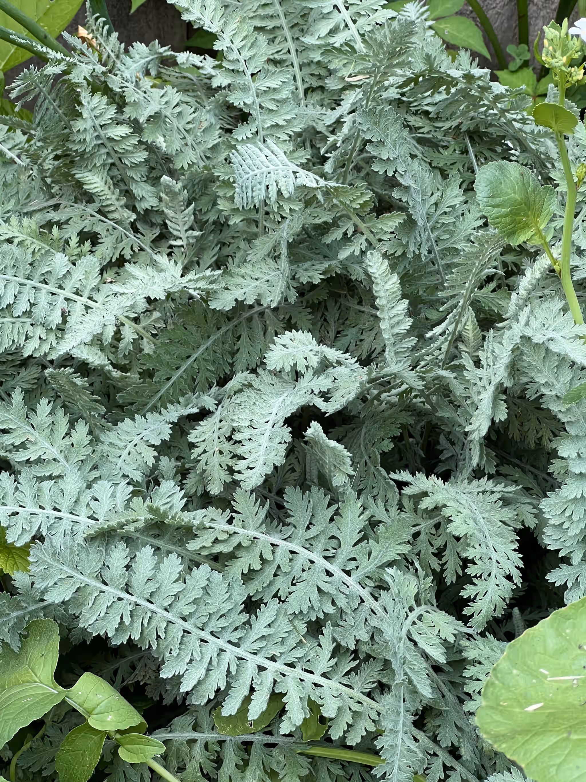 Yarrow Flower - *Fresh or Dried