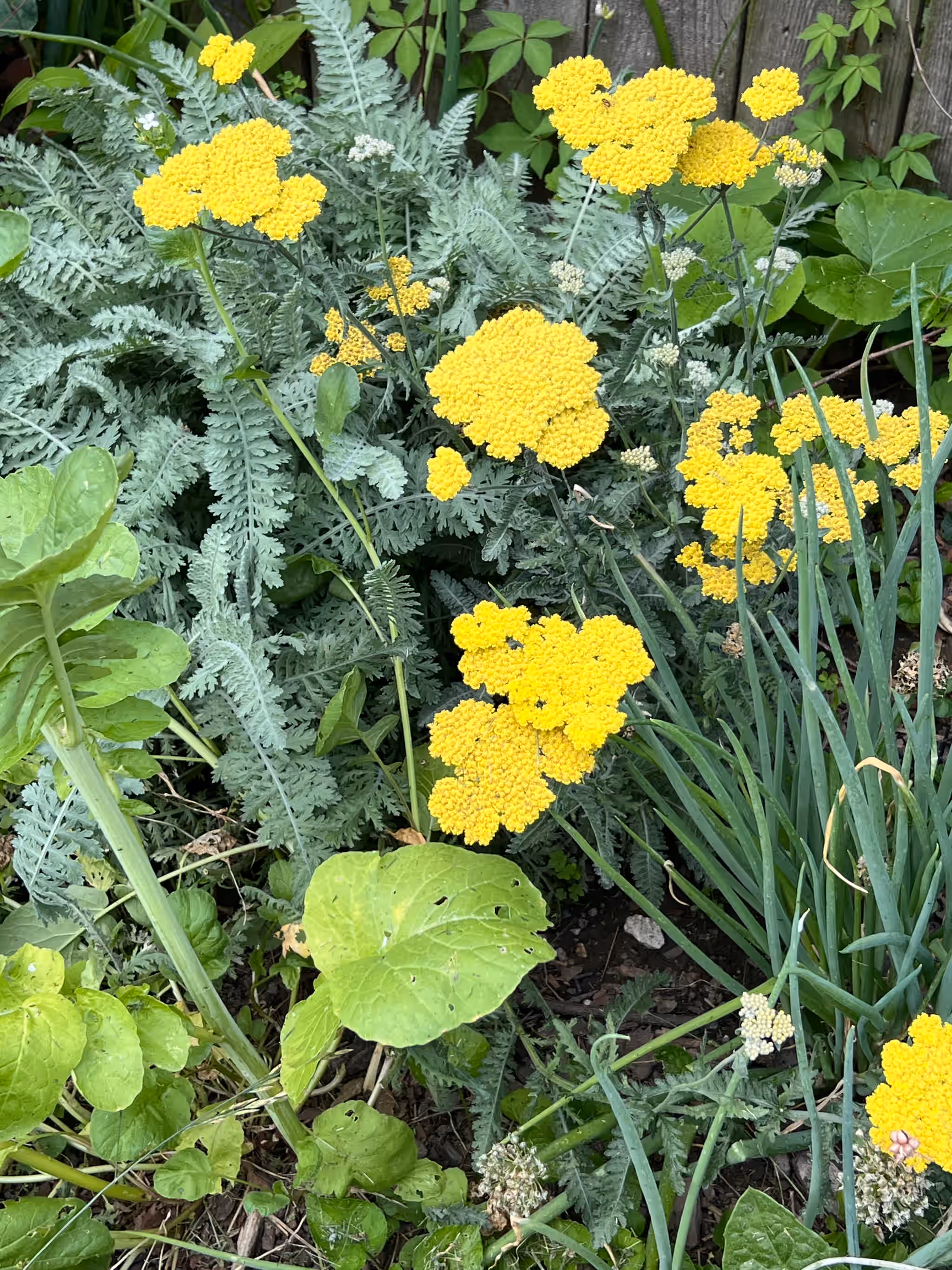 Yarrow Flower - *Fresh or Dried