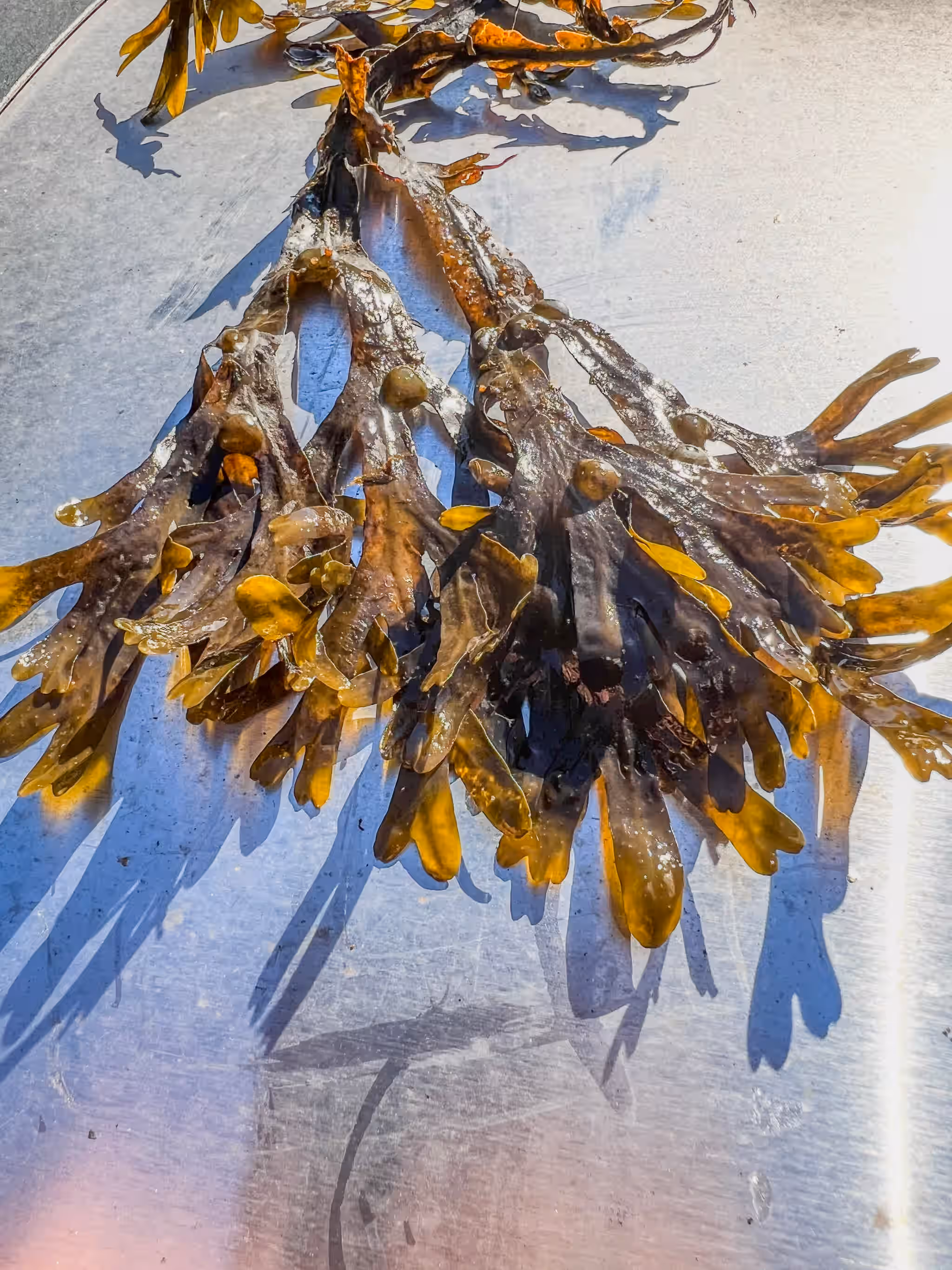 Horned Wrack (Fucus distichus)