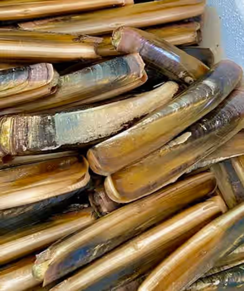 Maine Razor Clams