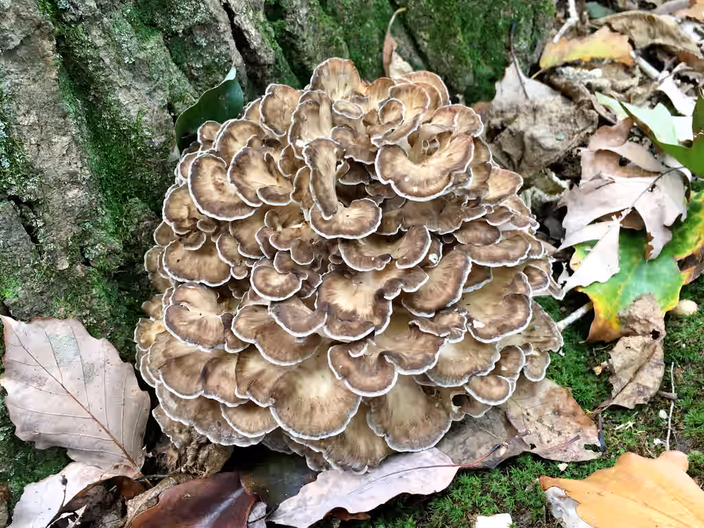 Fresh Illinois Hen of the woods 2oz