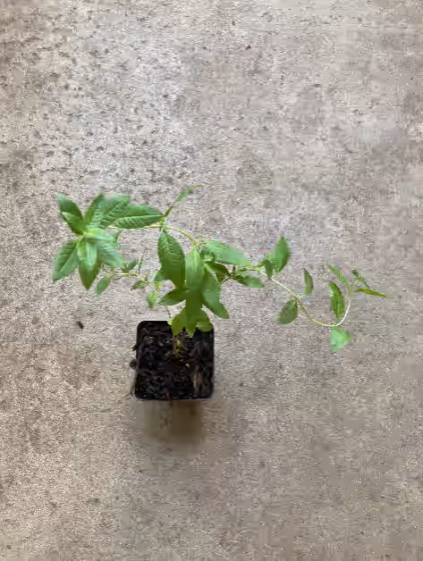 Lemon Beebrush, Aloysia citrodora, Lemon verbena de Limon, Live Herb Plant