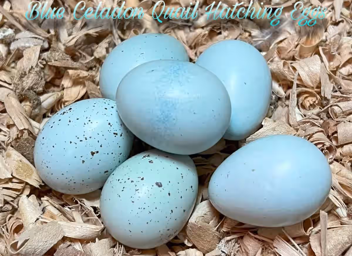 12 Celadon Quail Hatching Eggs - Blue Egg Layers!
