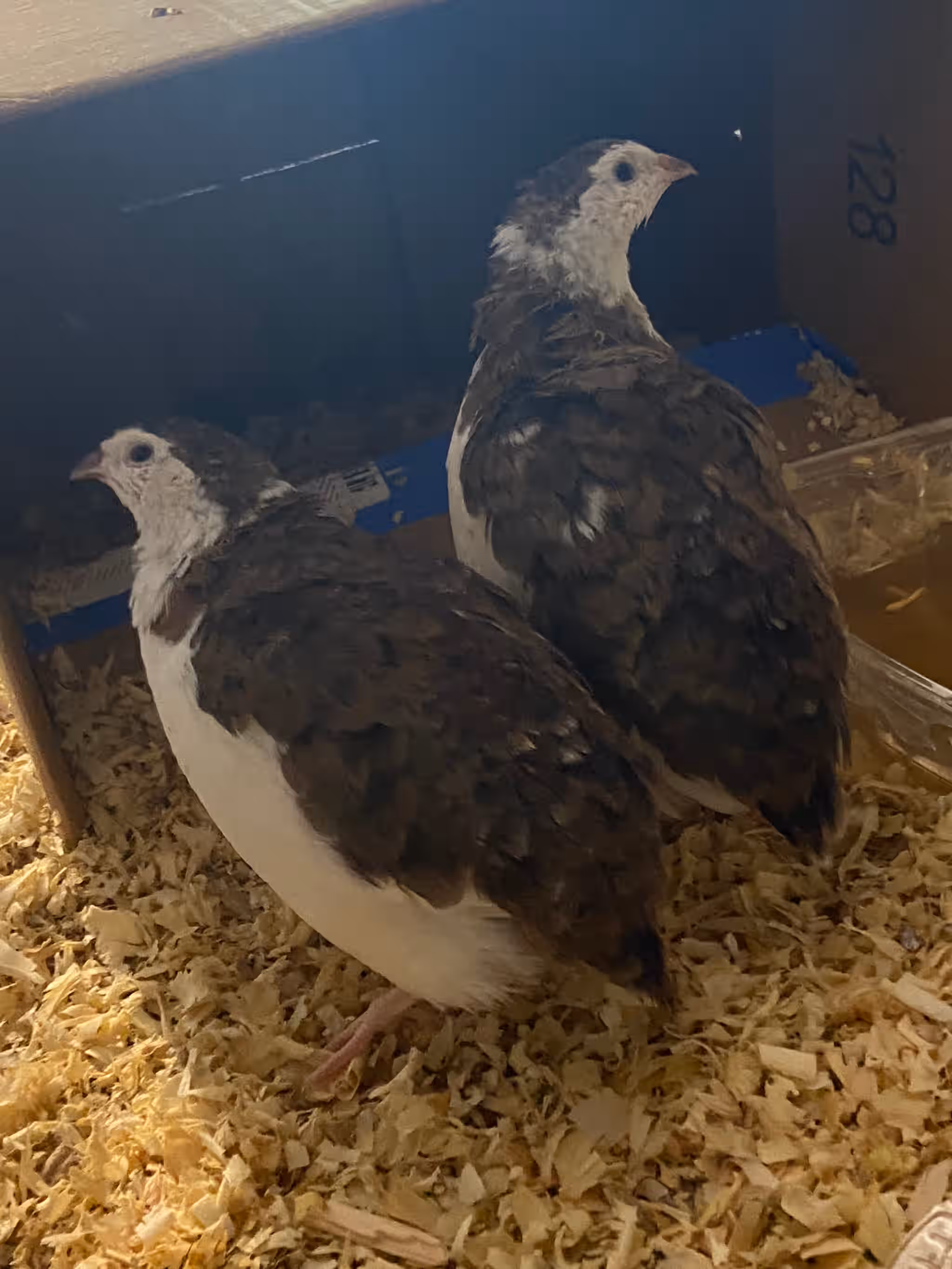 12 Celadon Quail Hatching Eggs - Blue Egg Layers!