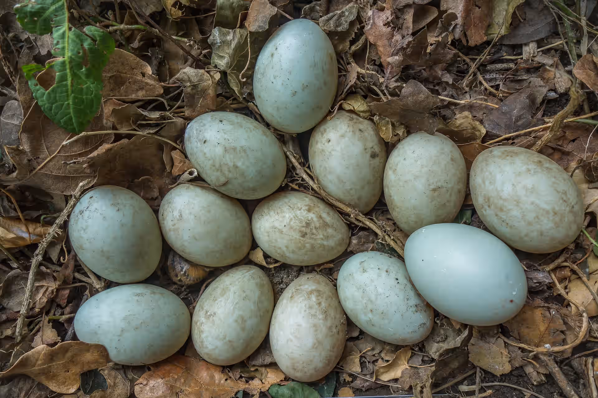 Fresh Duck Eggs