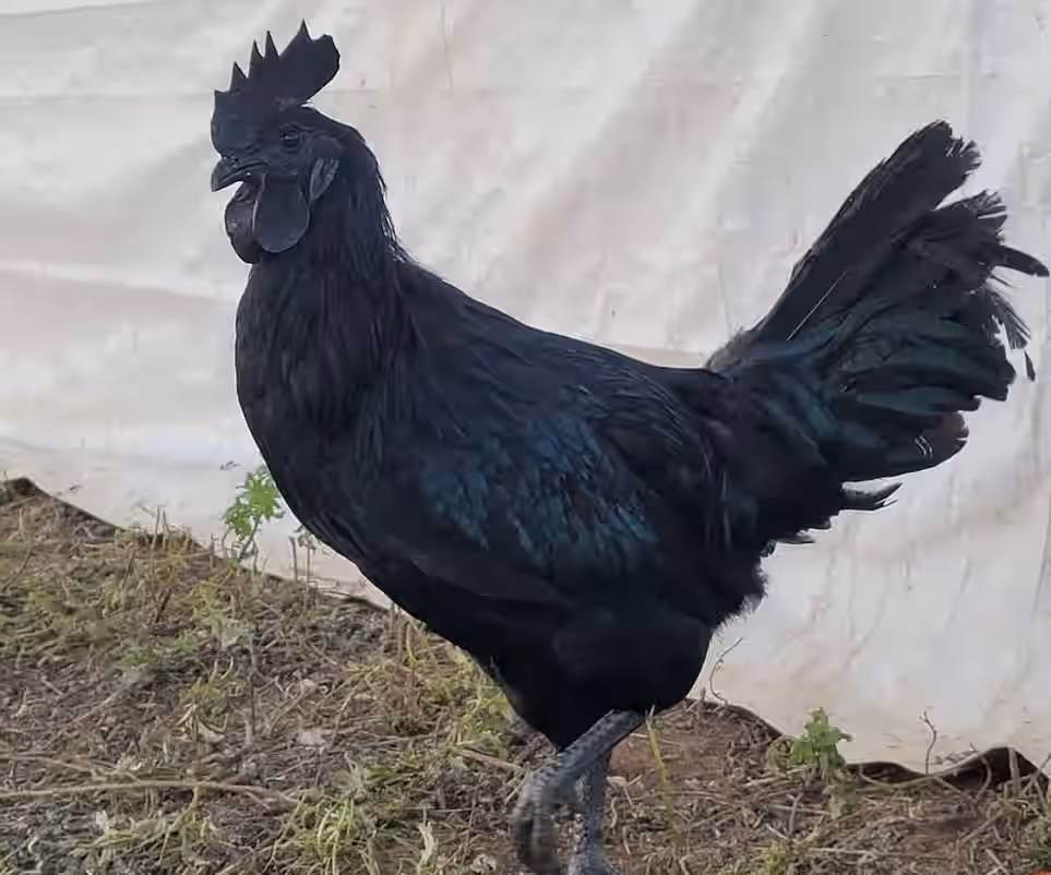 Ayam Cemani Rare Chicken Hatching Eggs