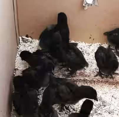 Ayam Cemani Rare Chicken Hatching Eggs