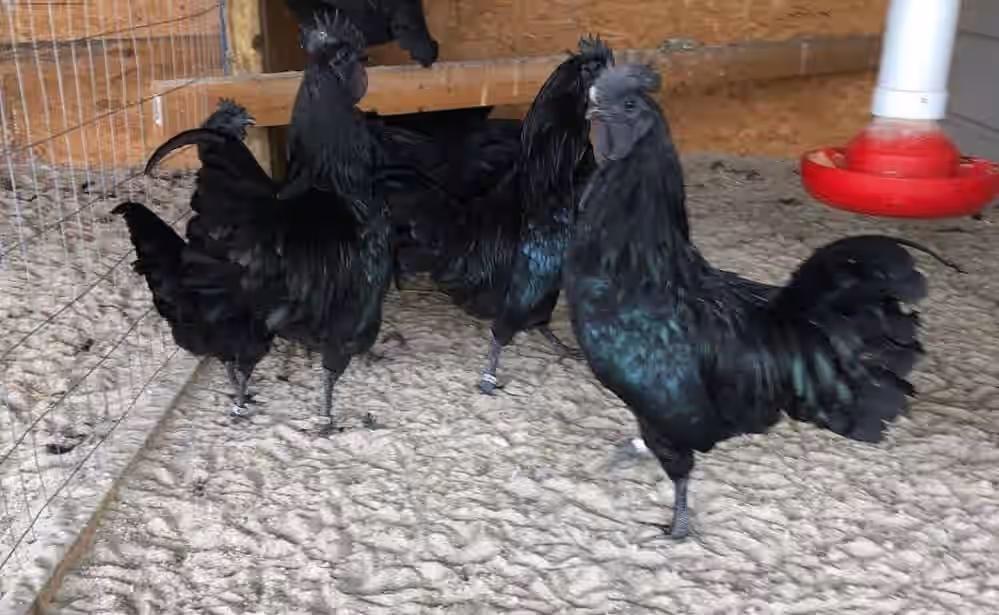 Ayam Cemani Rare Chicken Hatching Eggs 3 Ayam Cemani Rare Chicken Hatching Eggs