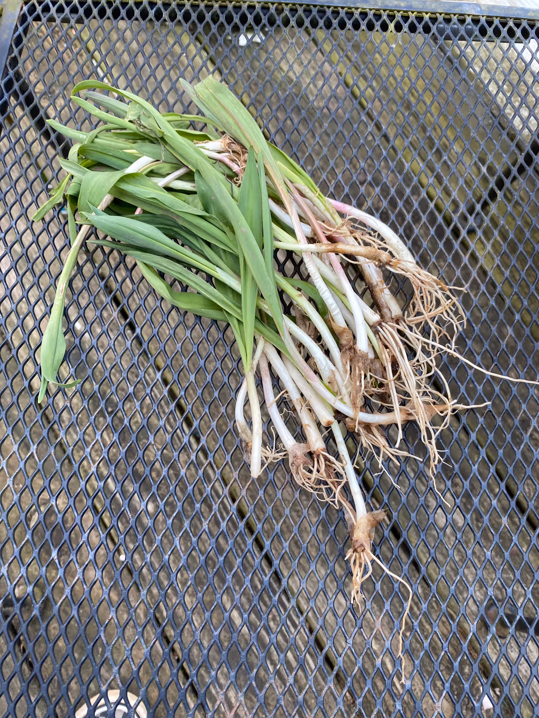 Ohio's Finest: Freshly Foraged Ramps