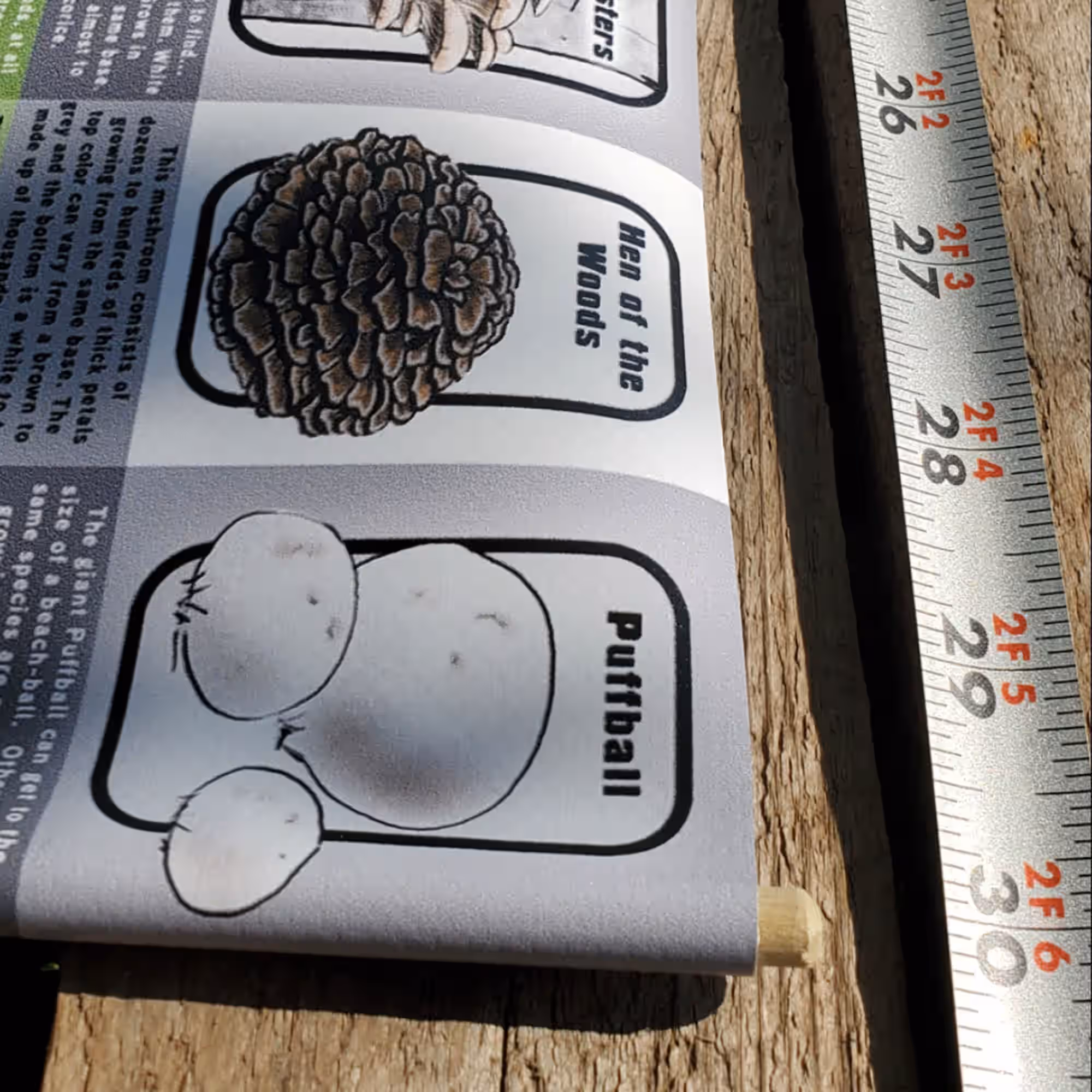Mushroom ID & Observation Scroll