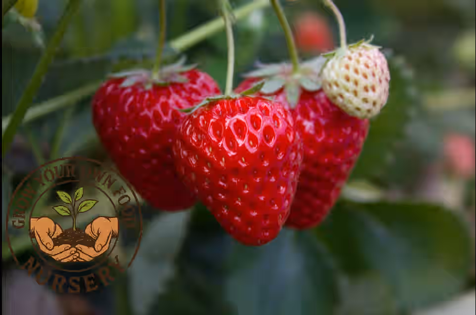 Seascape Ever Bearing Strawberry Live Starter Plant