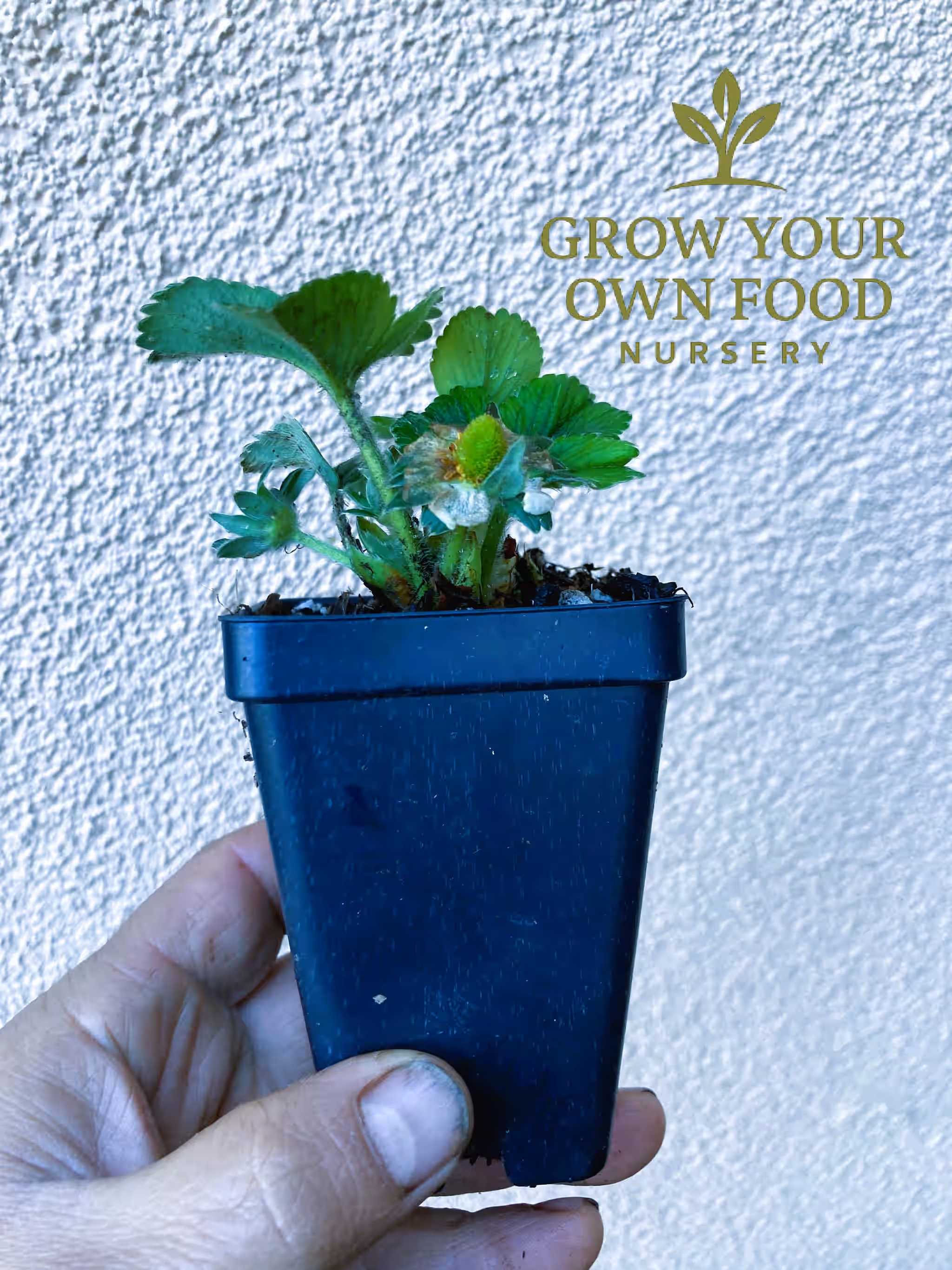 Seascape Ever Bearing Strawberry Live Starter Plant