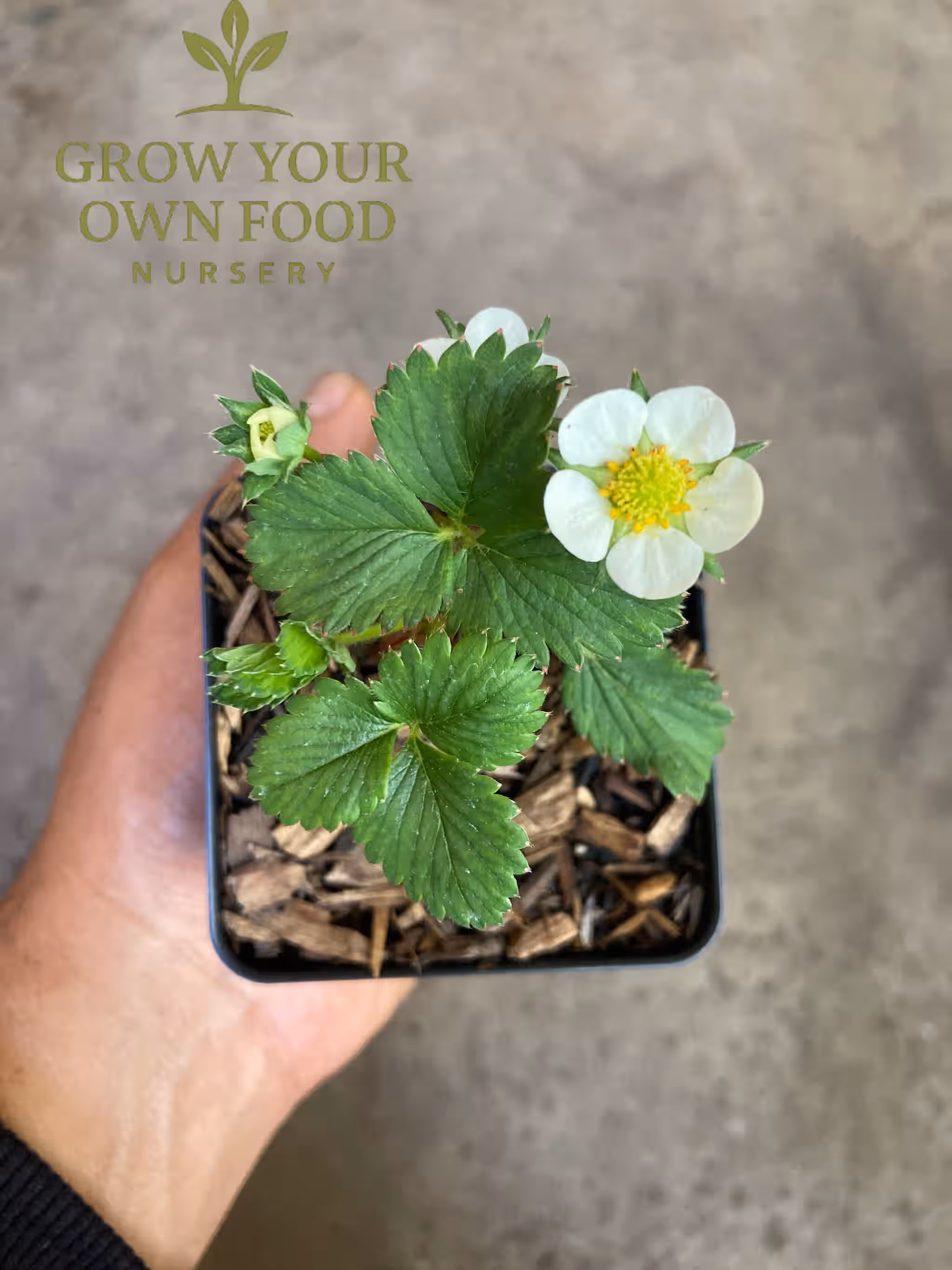 Seascape Ever Bearing Strawberry Live Starter Plant 3 Seascape Ever Bearing Strawberry Live Starter Plant