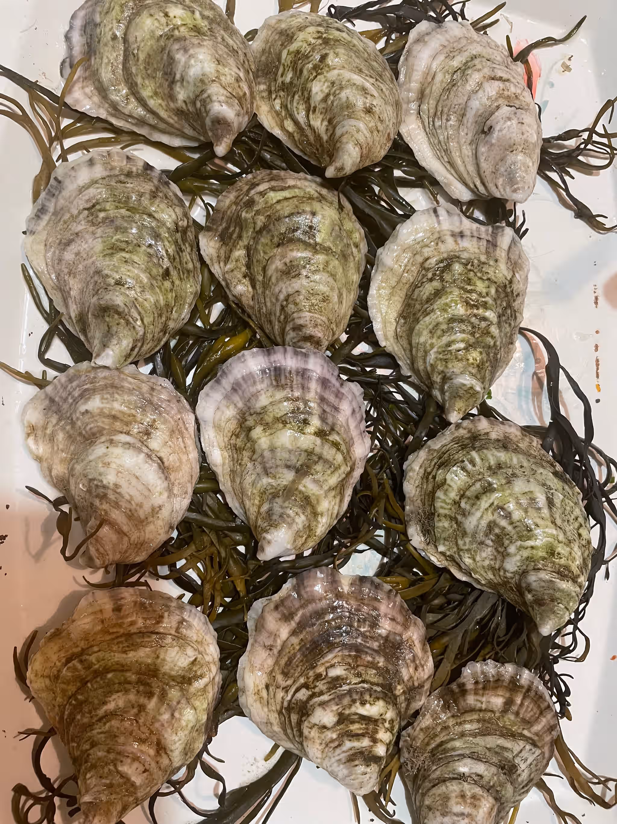 Dozen Oyster Shells, clean