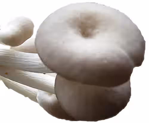 Abalone (Pleurotus cystidiosus) Mushroom 3-lbs Grain Spawn -TOP GENETICS-
