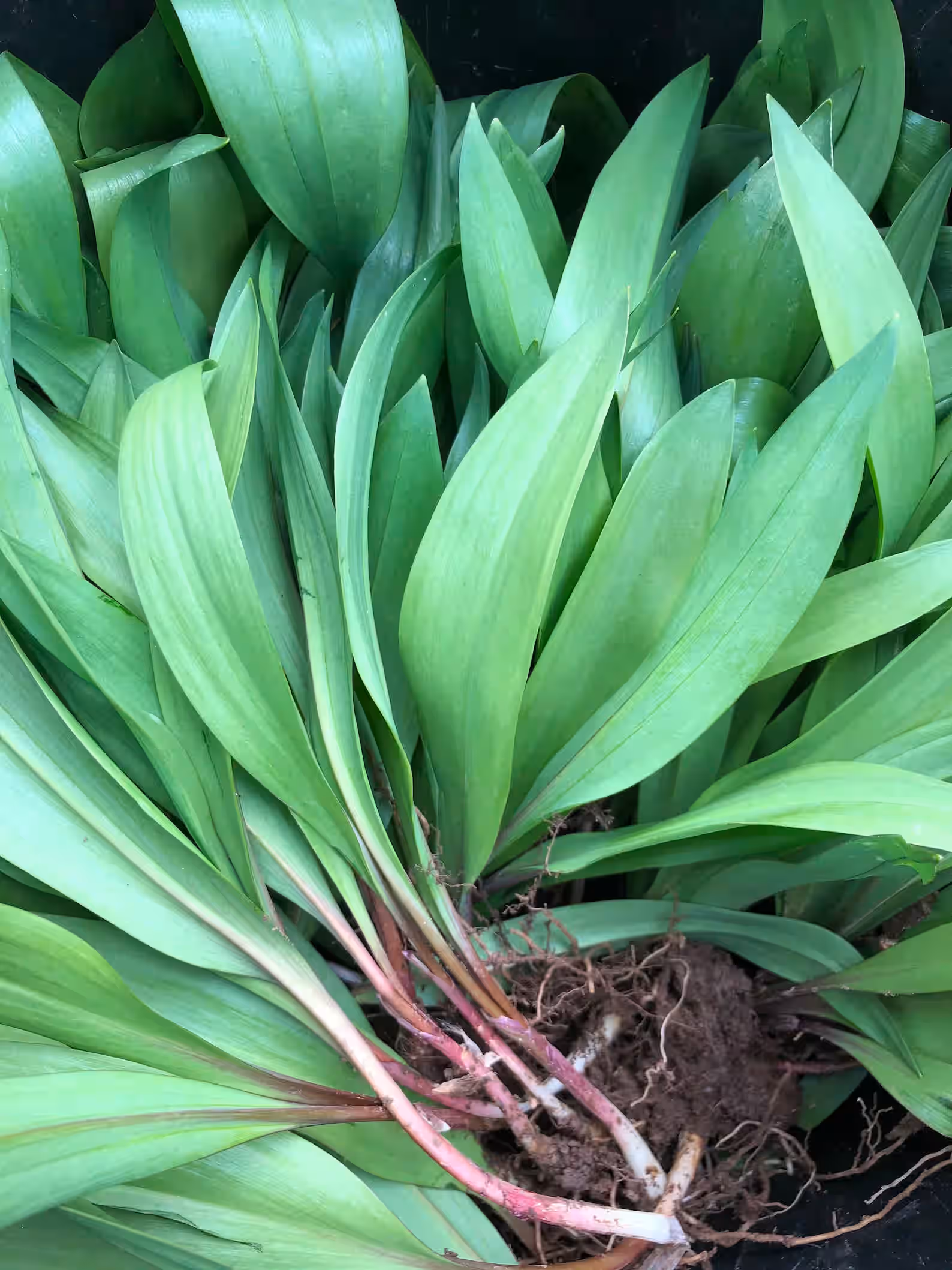 RAMPS Dormant Ramp Bulbs for fall transplanting BEAR GARLIC 3-5+ year old GROW YOUR OWN!!