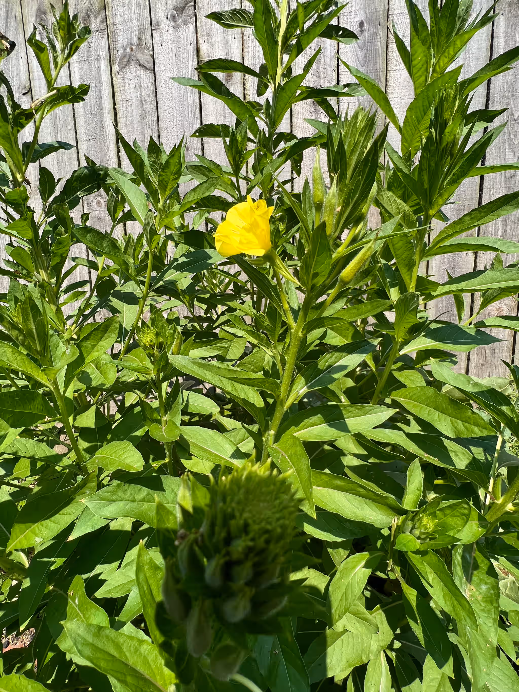 Evening Primrose - Fresh, leaves and flowers