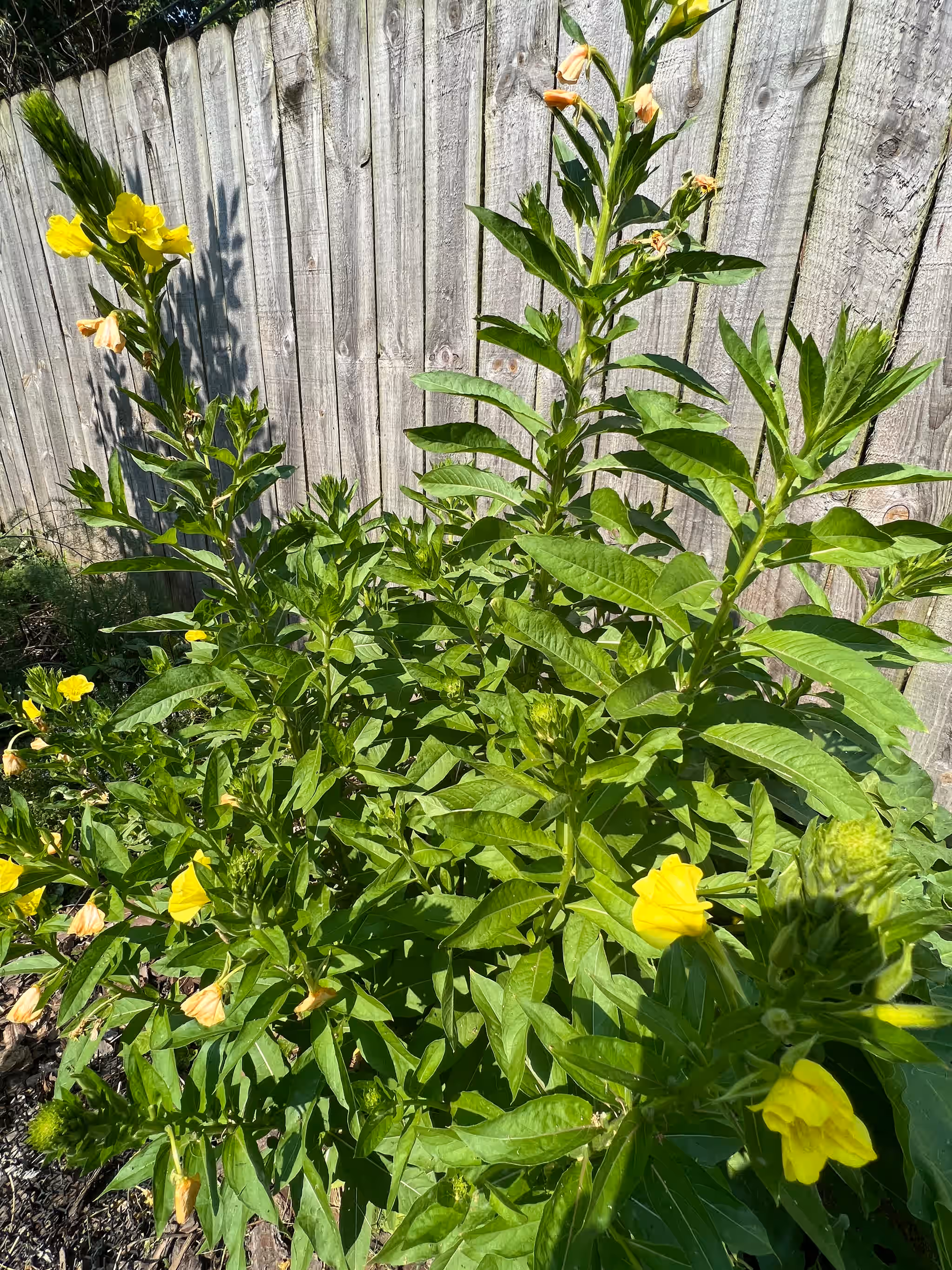 Evening Primrose - Fresh, leaves and flowers