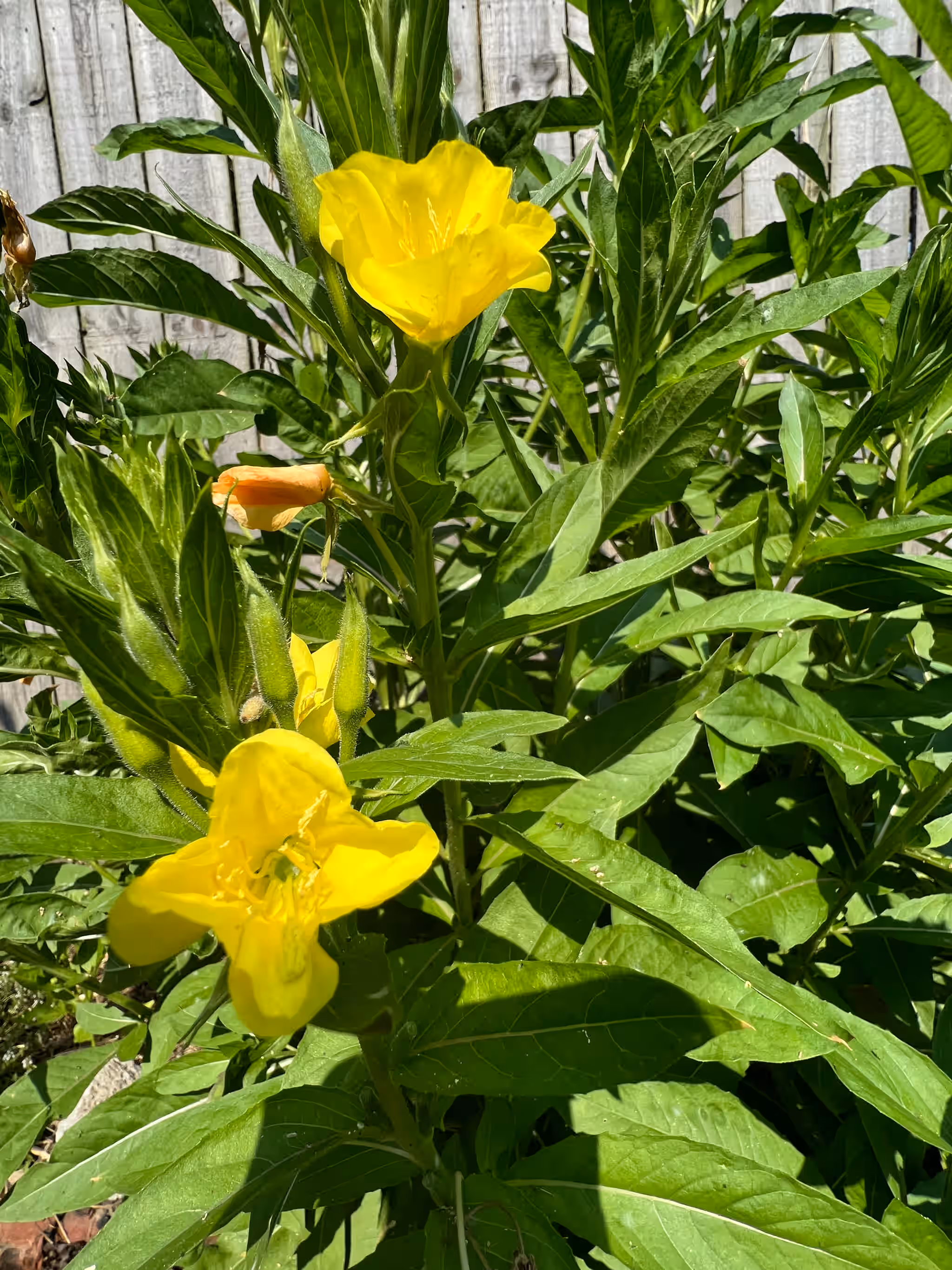 Evening Primrose - Fresh, leaves and flowers
