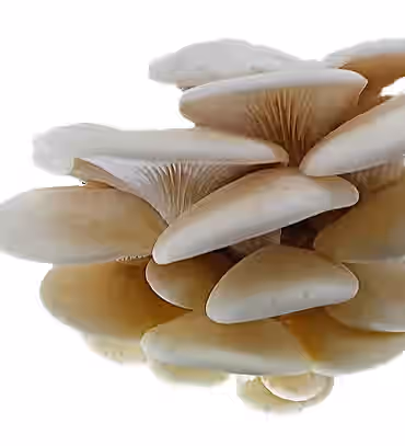 Aspen Oyster (Pleurotus Populinus) Mushroom 3-lbs Grain Spawn -TOP GENETICS-