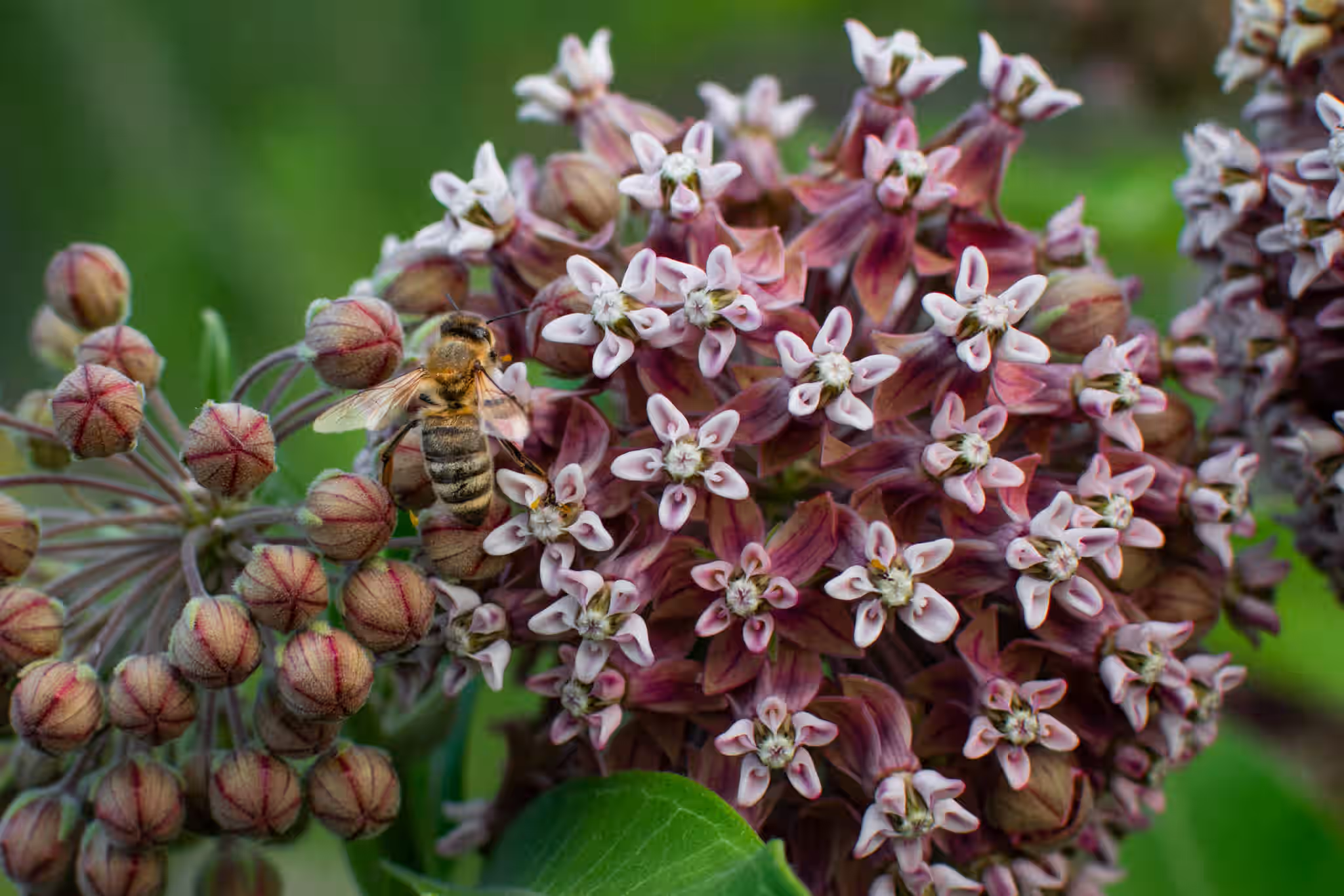 Milkweed Flowers