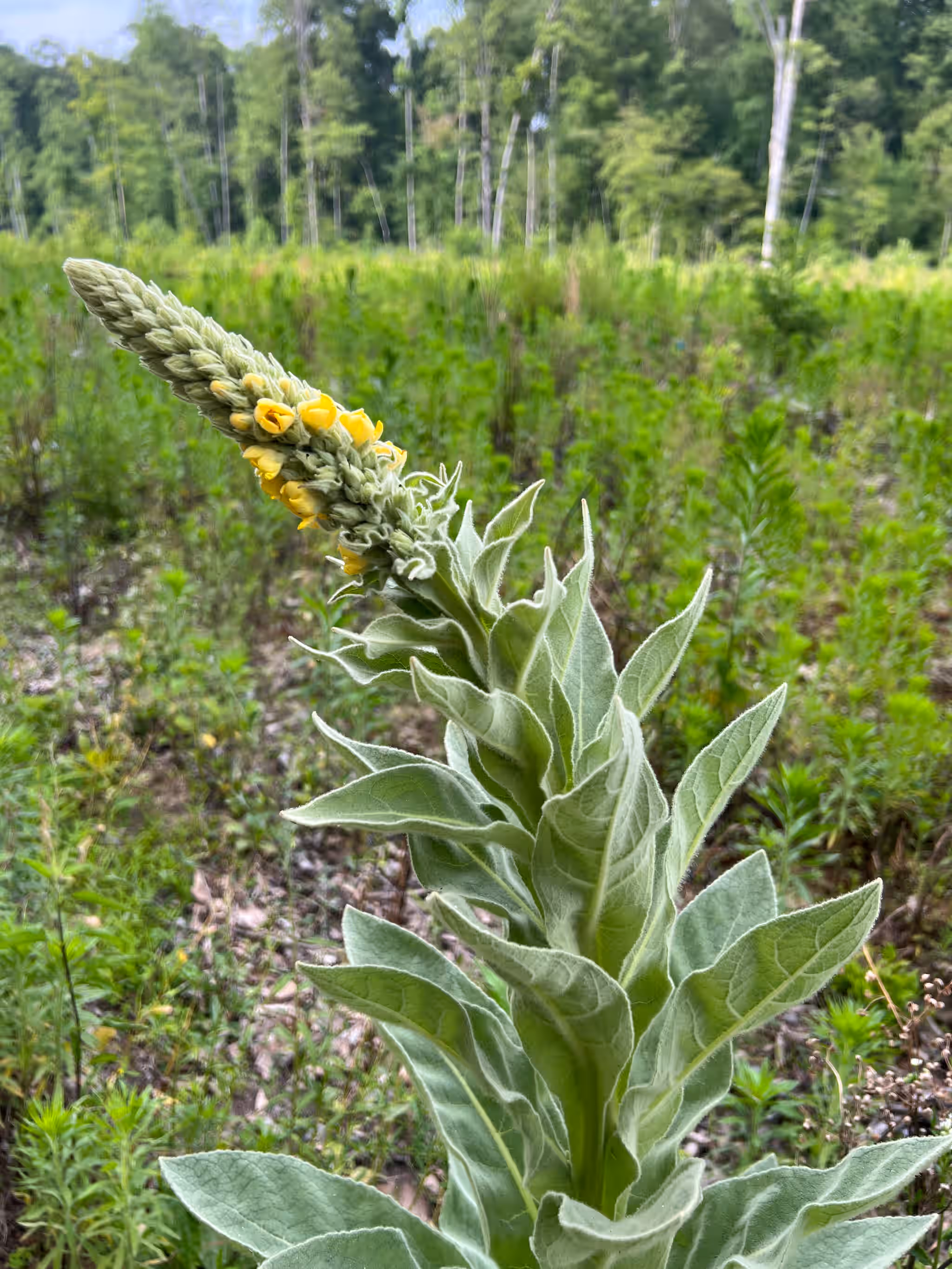 Mullein Leaf and Buds - Wild & Fresh