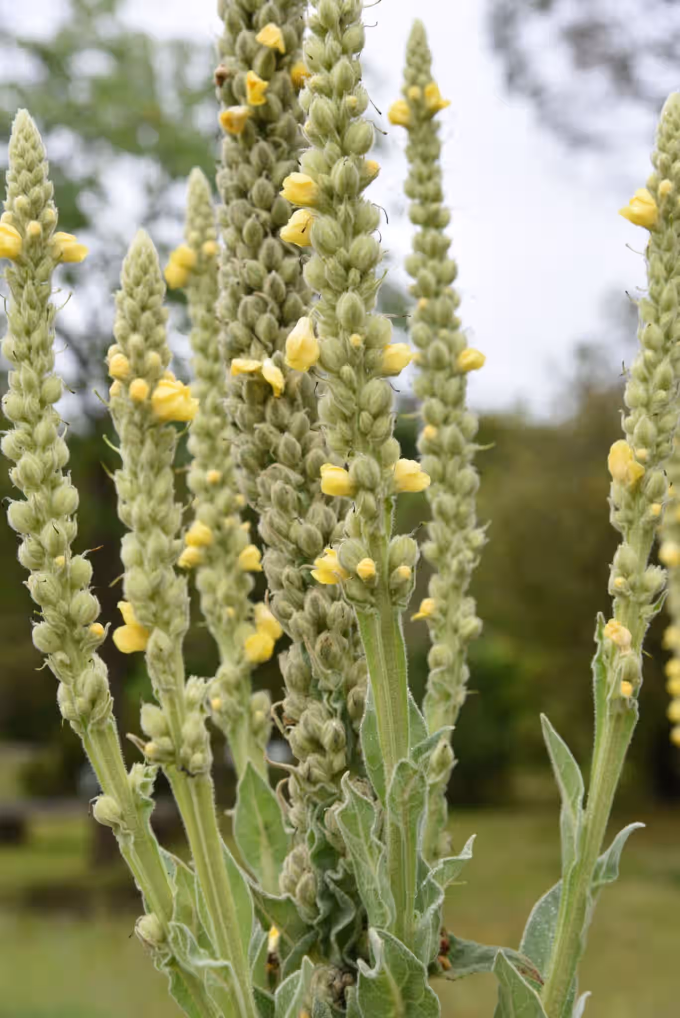 Mullein Leaf and Buds - Wild & Fresh