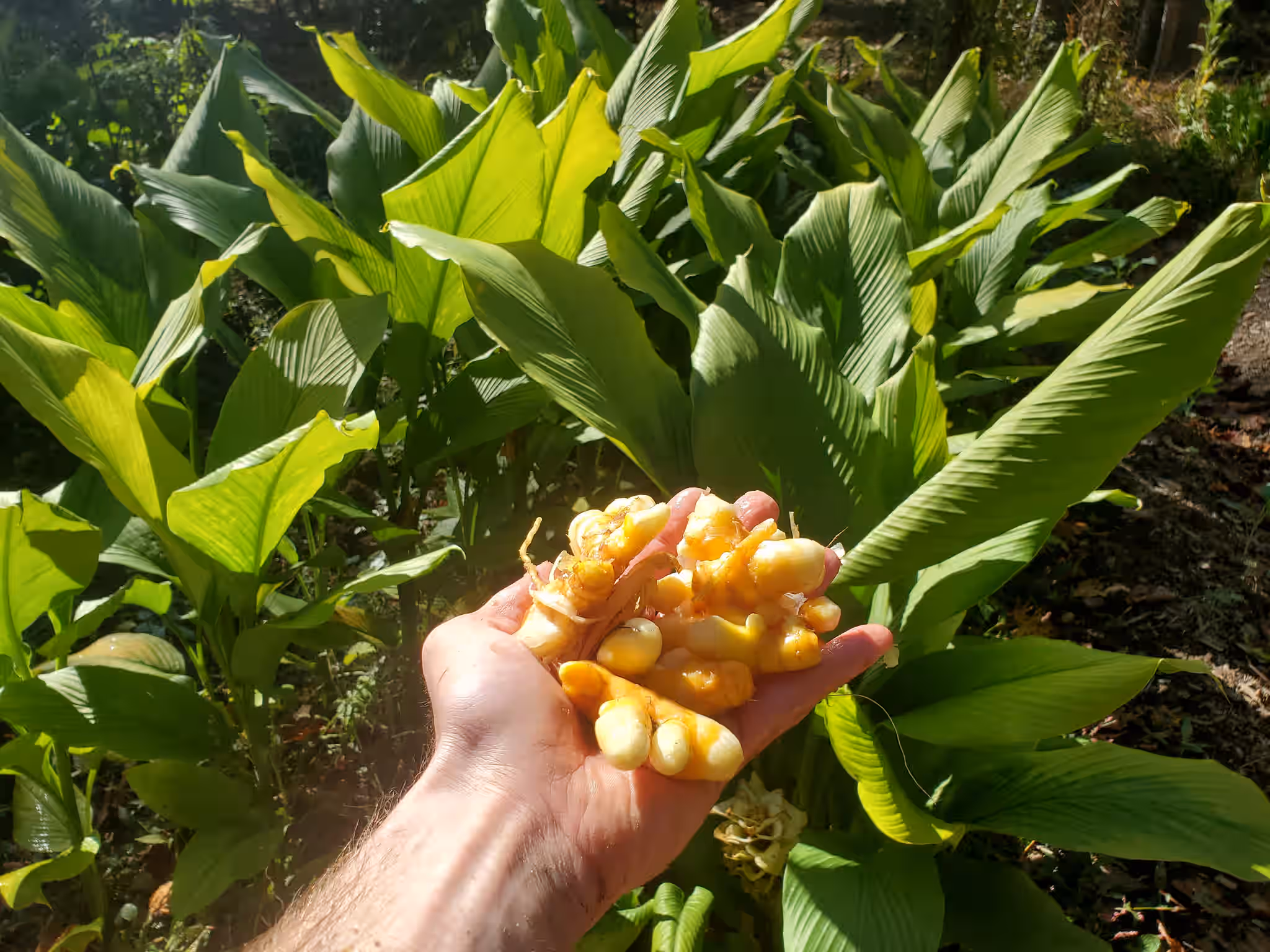 Organic Turmeric Root - 1 lb (USA grown)