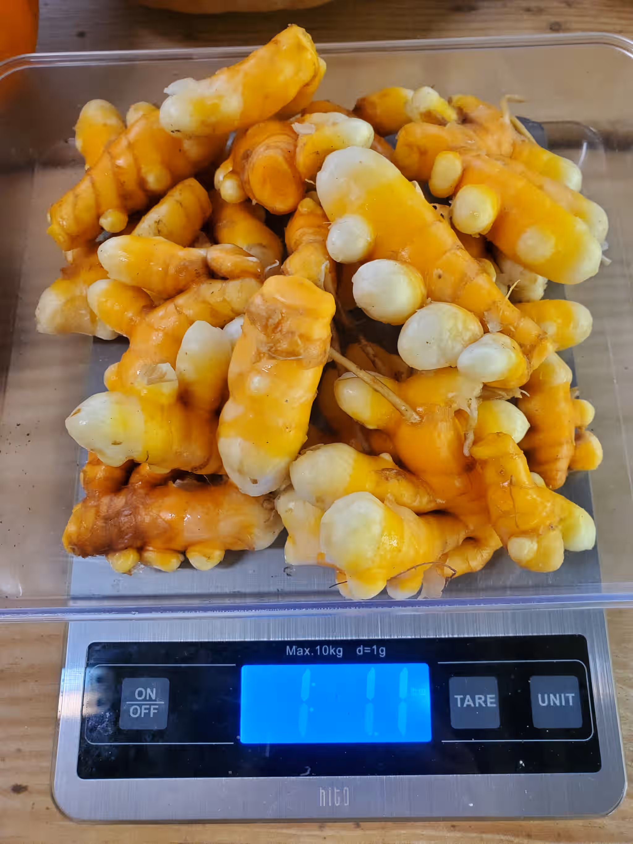 Organic Turmeric Root - 1 lb (USA grown)