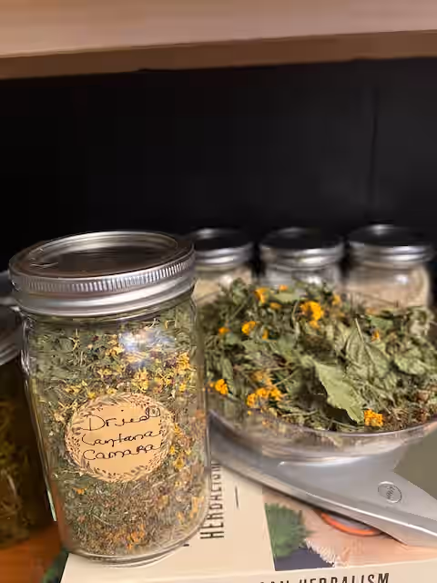 Lantana Camara - Medicinal Herb