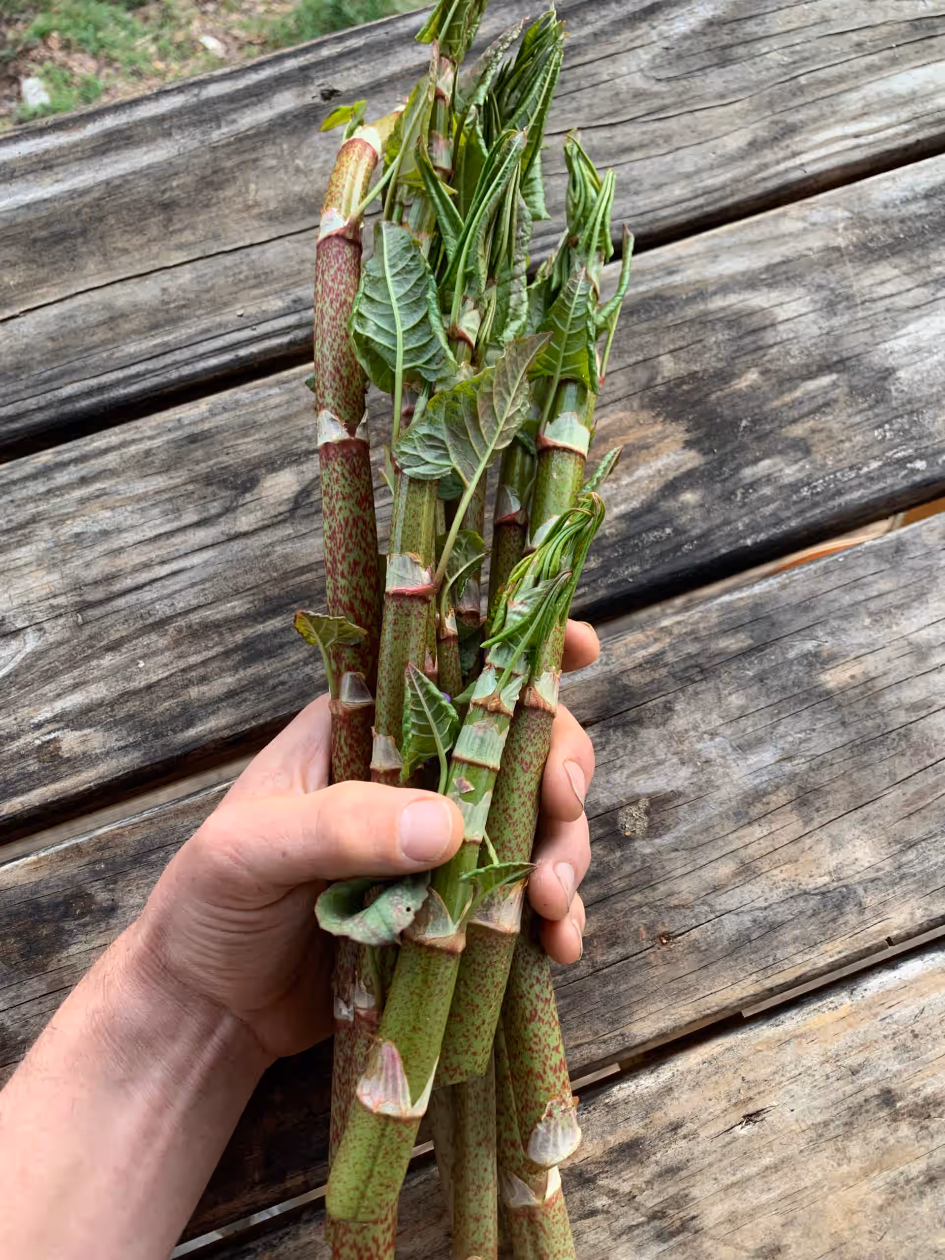 Fresh Japanese Knotweed Shoots