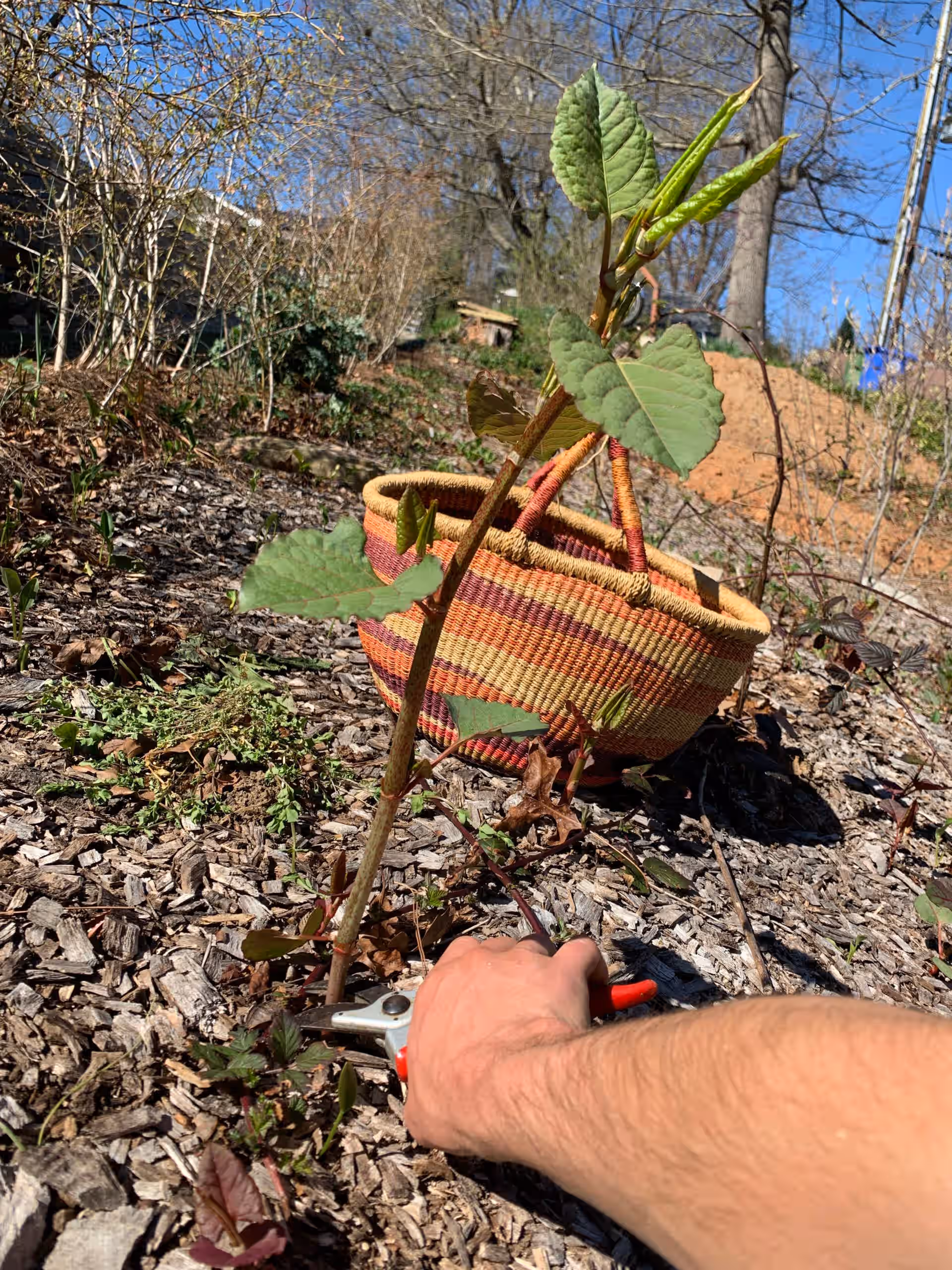 Fresh Japanese Knotweed Shoots