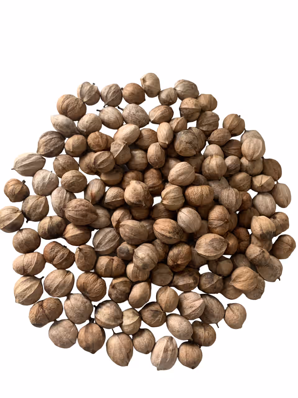 Wild Foraged Hickory Nuts In-Shell (1 Pound)