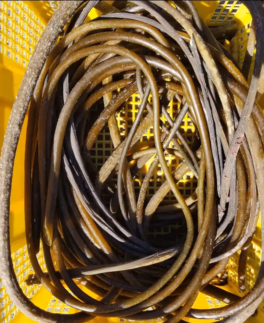 Bull Kelp Whips (Stipe) - 3 lbs (fresh)