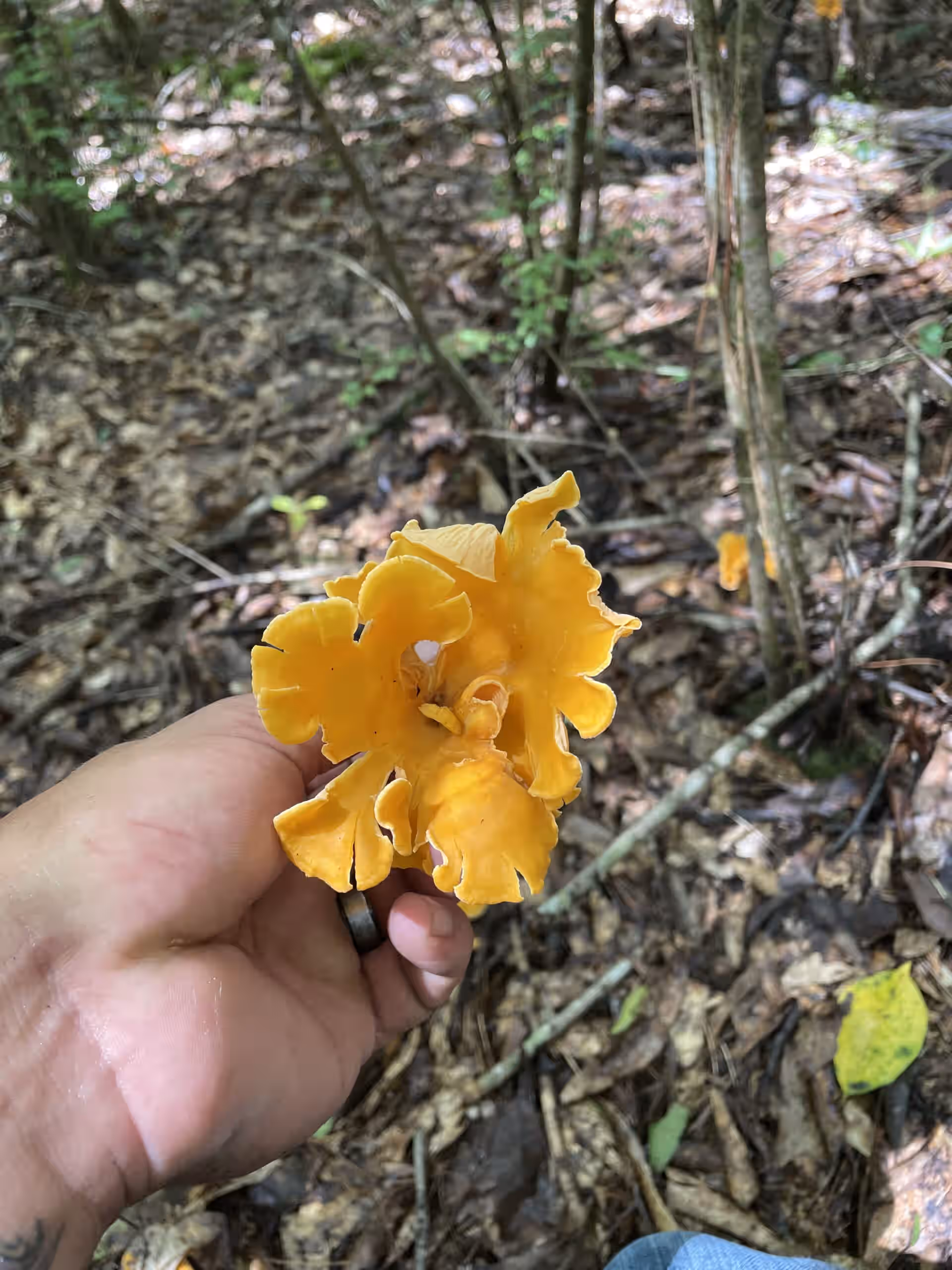 Fresh Chanterelle mushrooms (1lb)