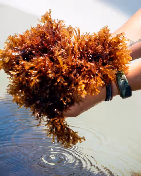 10lb Pacific Dulse Seaweed