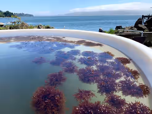 10lb Pacific Dulse Seaweed